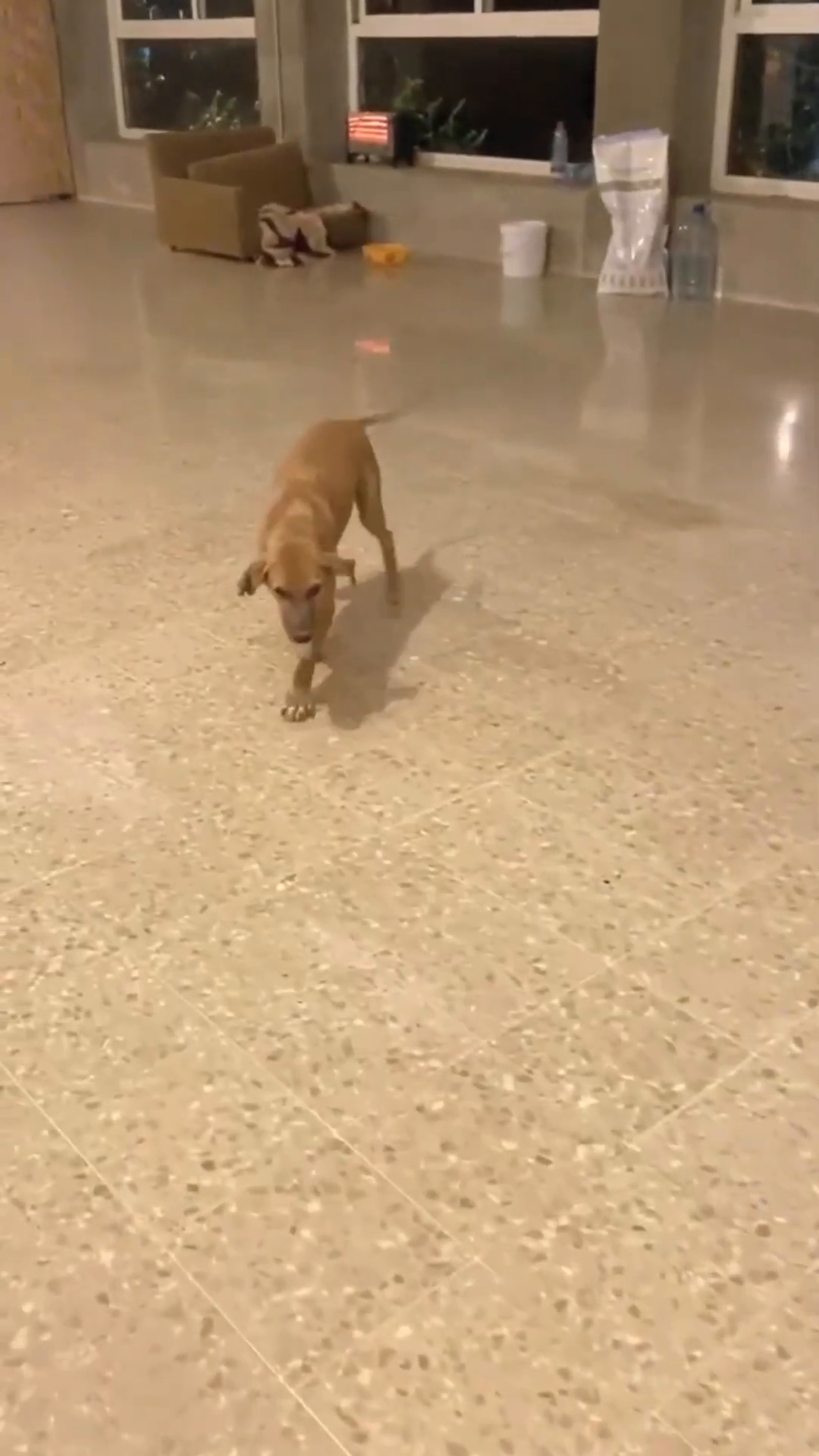 A healthy-looking dog walks across a tiled floor, appearing curious and alert.