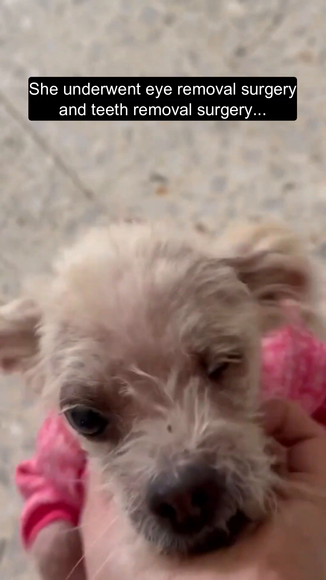 Tootie being held, wearing a pink garment, with the logo 'PAWS IN NEEDS | Animal Rescuing in Lebanon' visible.