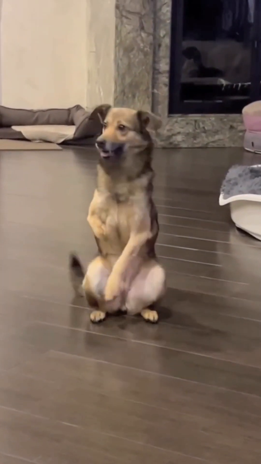 Boosie, the three-legged dog, sits alert and happy, looking towards the camera.