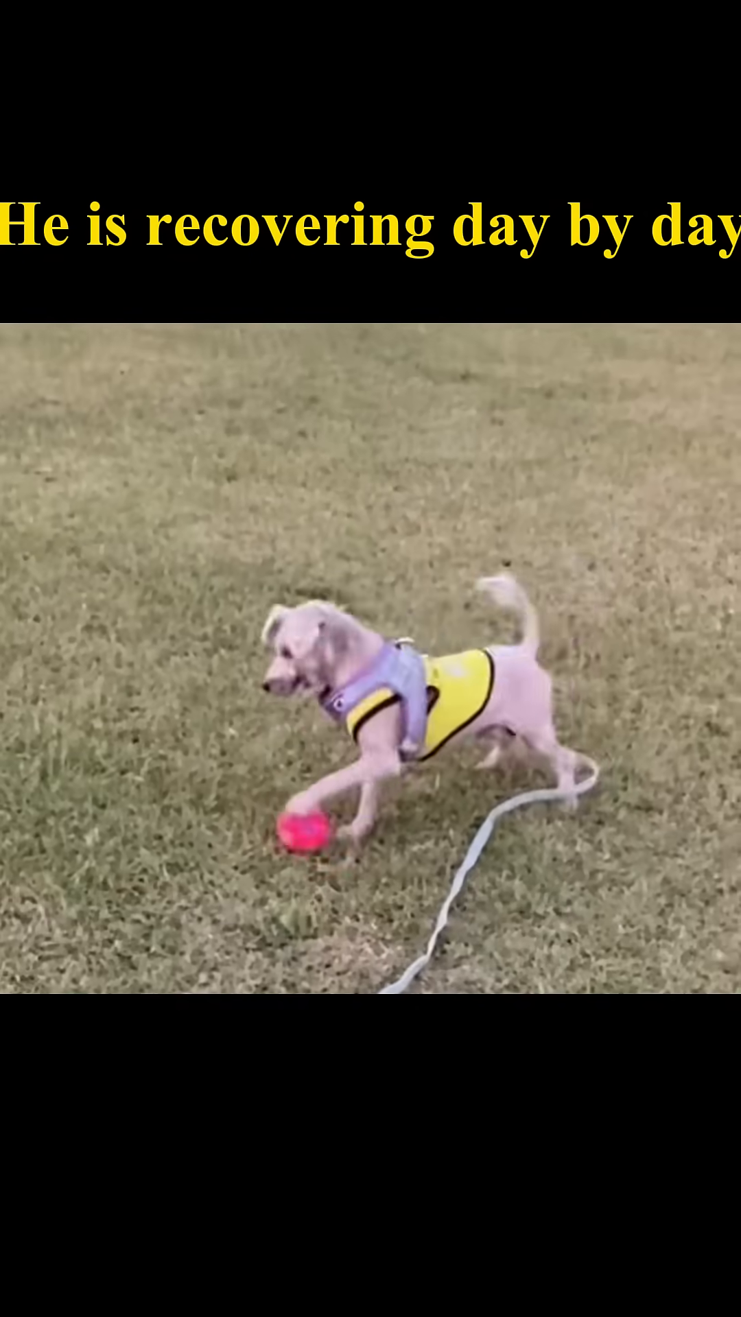 The dog, wearing a bright vest, happily plays with a pink ball on the grass alongside another dog.