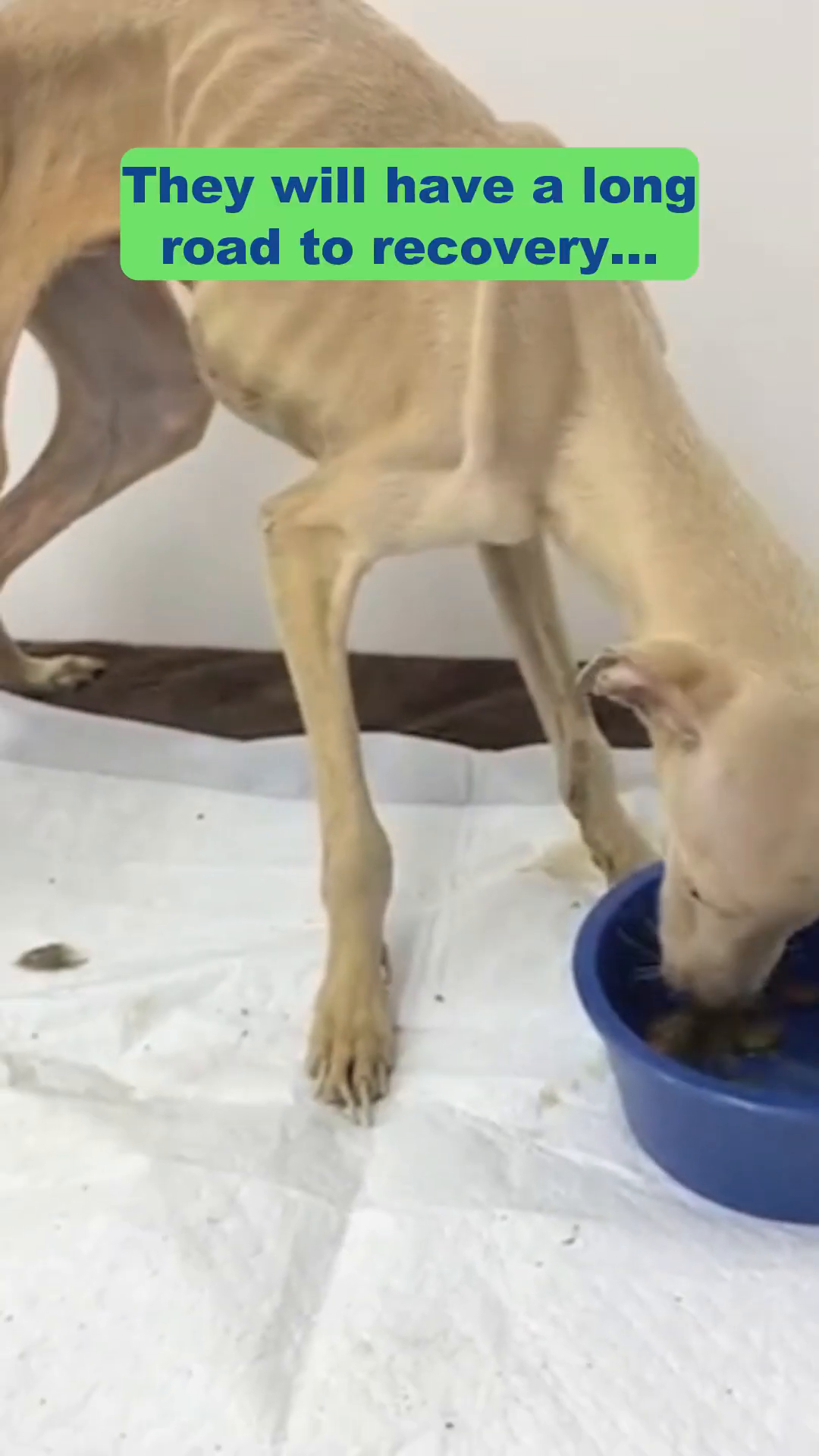A thin dog is seen eating from a bowl, slowly regaining nourishment.
