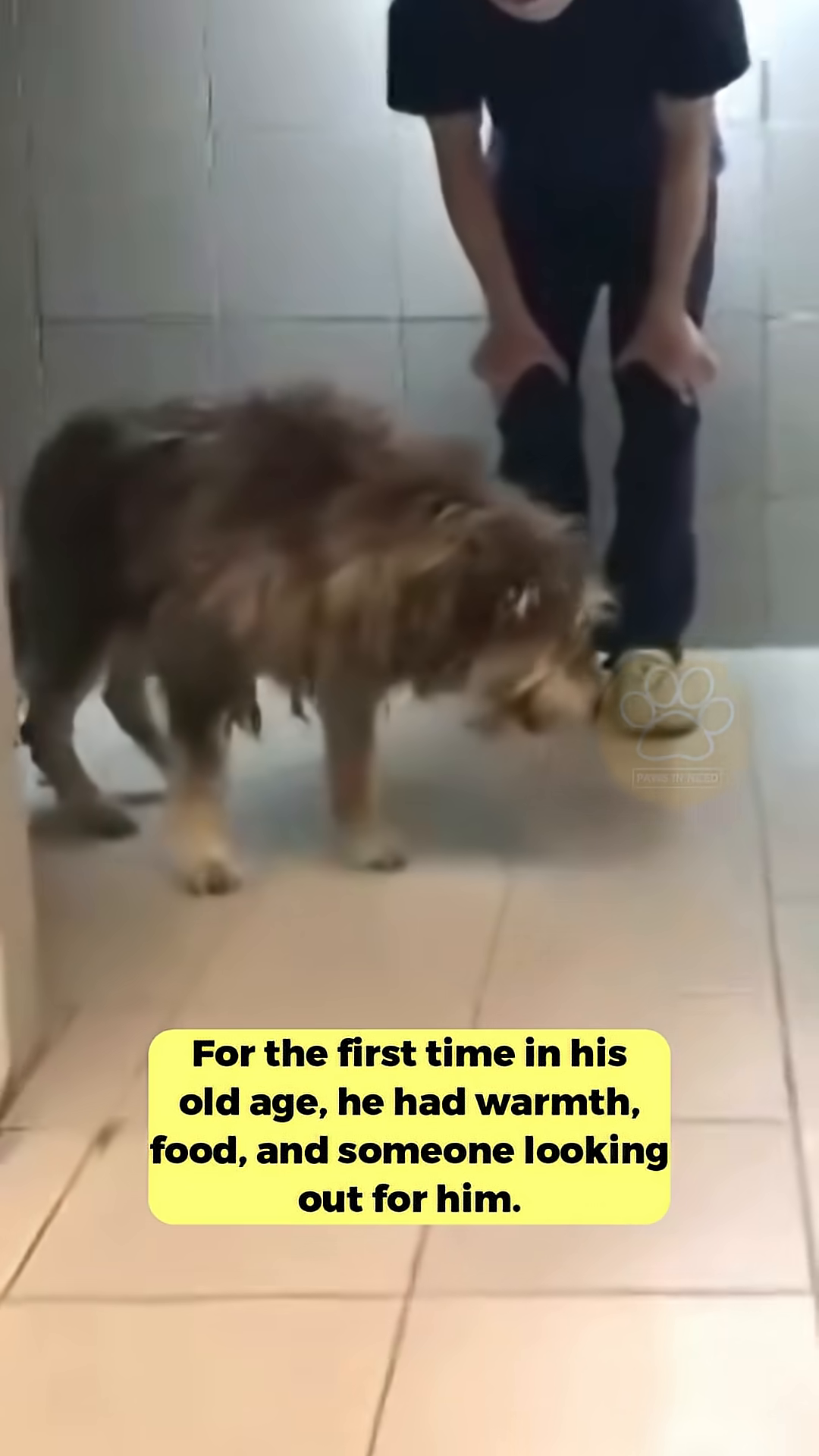 The dog is happily eating from a bowl, looking healthy and content.