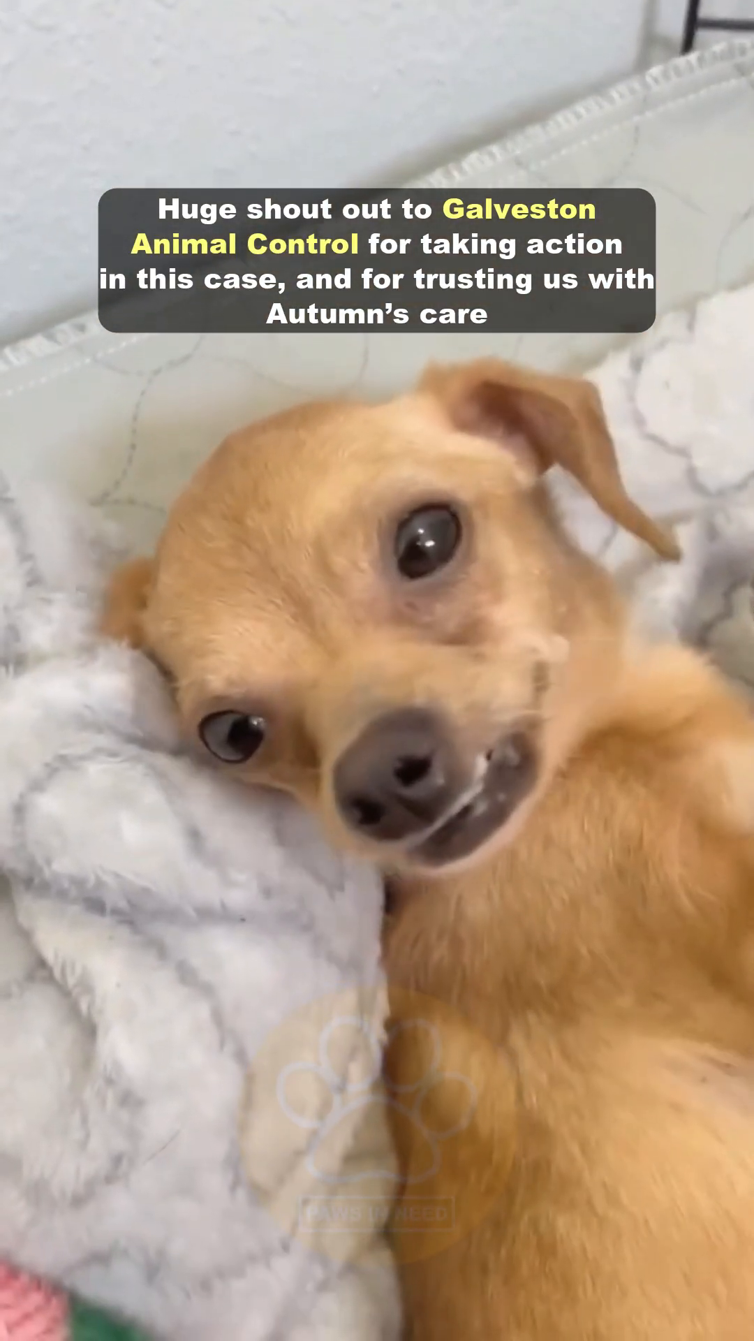 A tan dog is lying on its back on a soft blanket, looking up with wide, expressive eyes, a stuffed dog beside it.