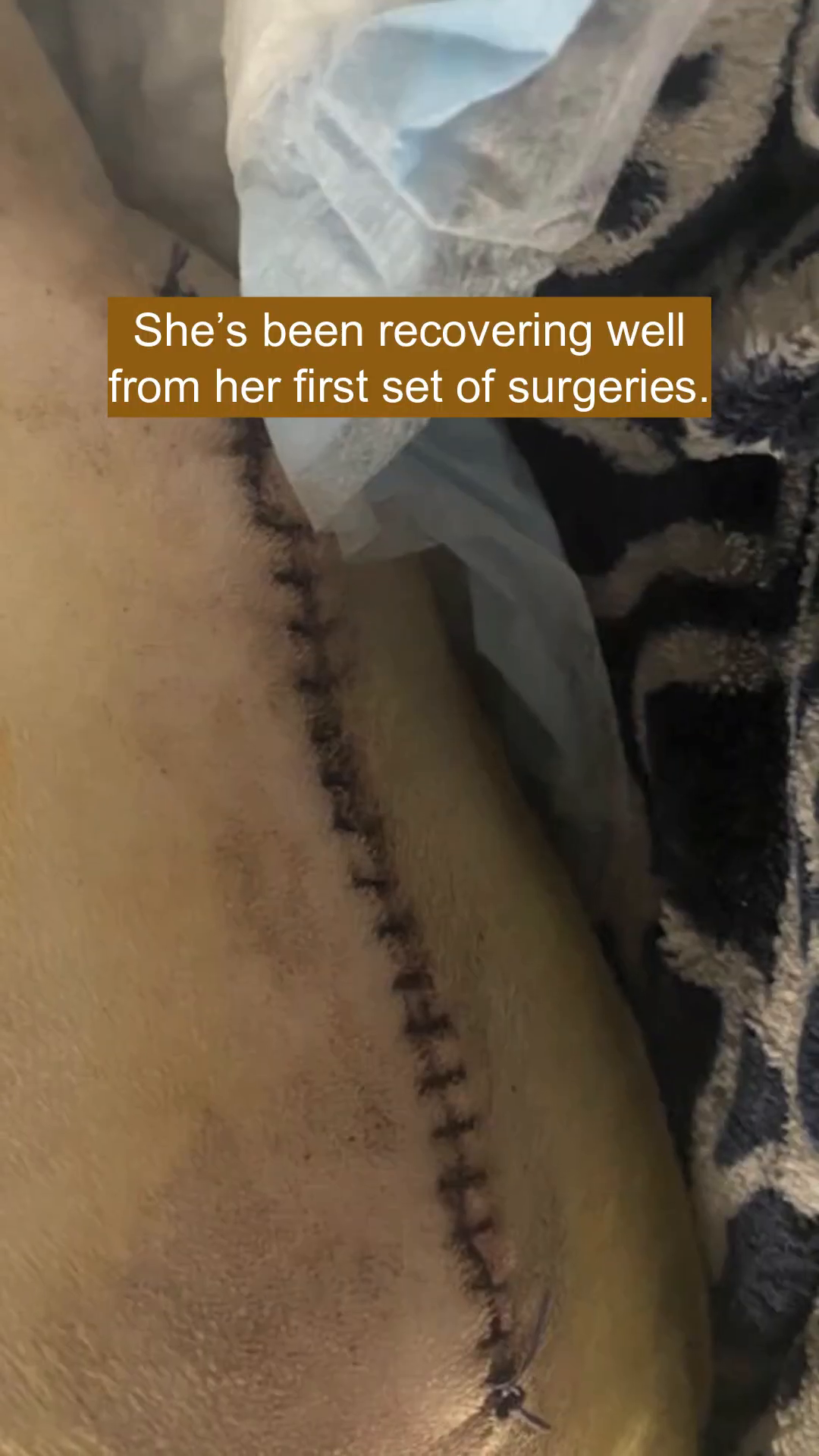 A close-up of a dog's back showing a long, stitched surgical incision.