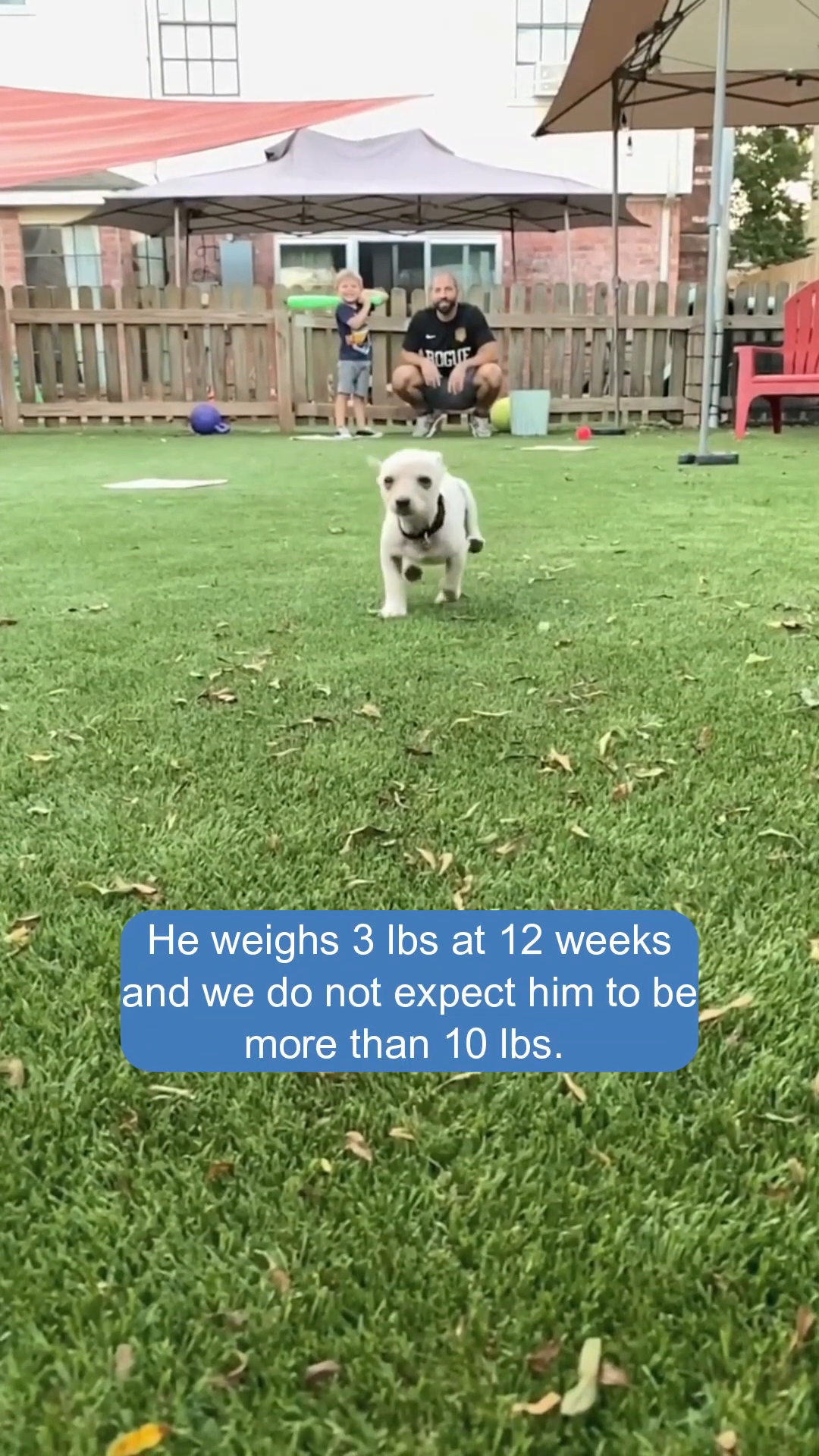 A small, white and tan puppy runs towards the camera on a grassy lawn, looking happy and healthy.