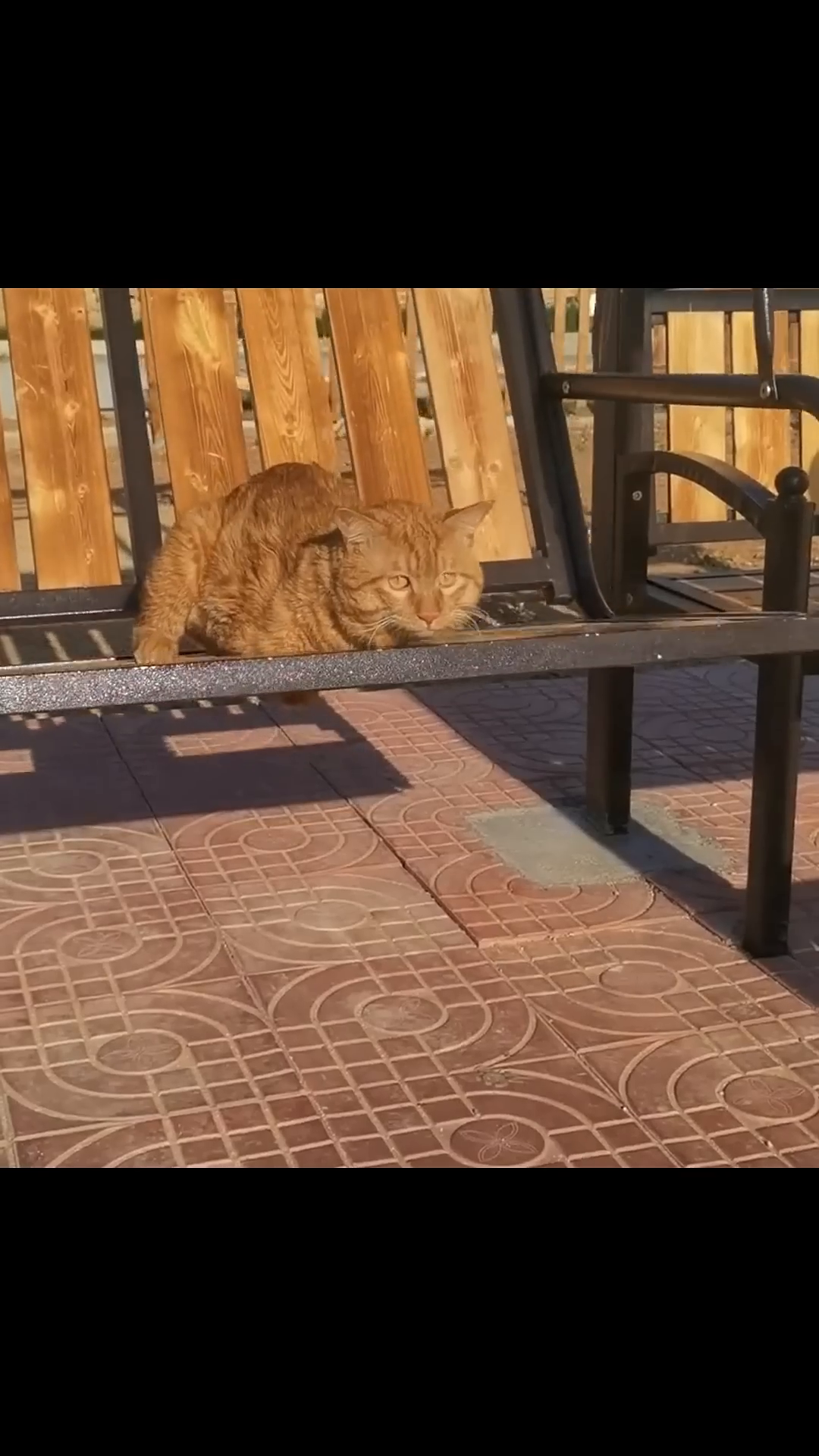 The ginger cat resting peacefully on a wooden bench in the sunlight.