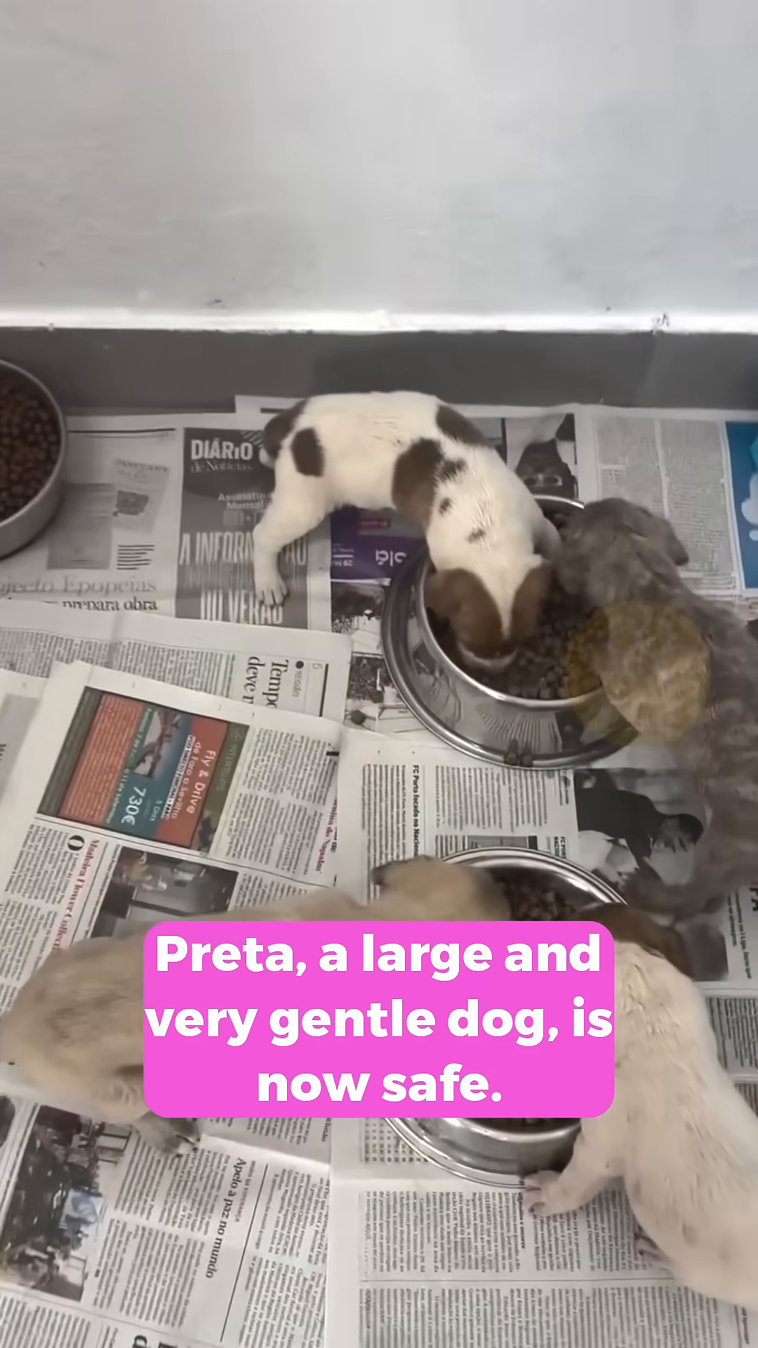 A group of puppies are huddled together, some eating from bowls.