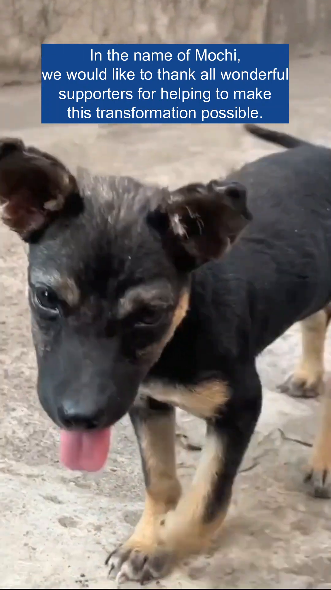 A healthy puppy with black and tan fur, looking directly at the camera with bright eyes.