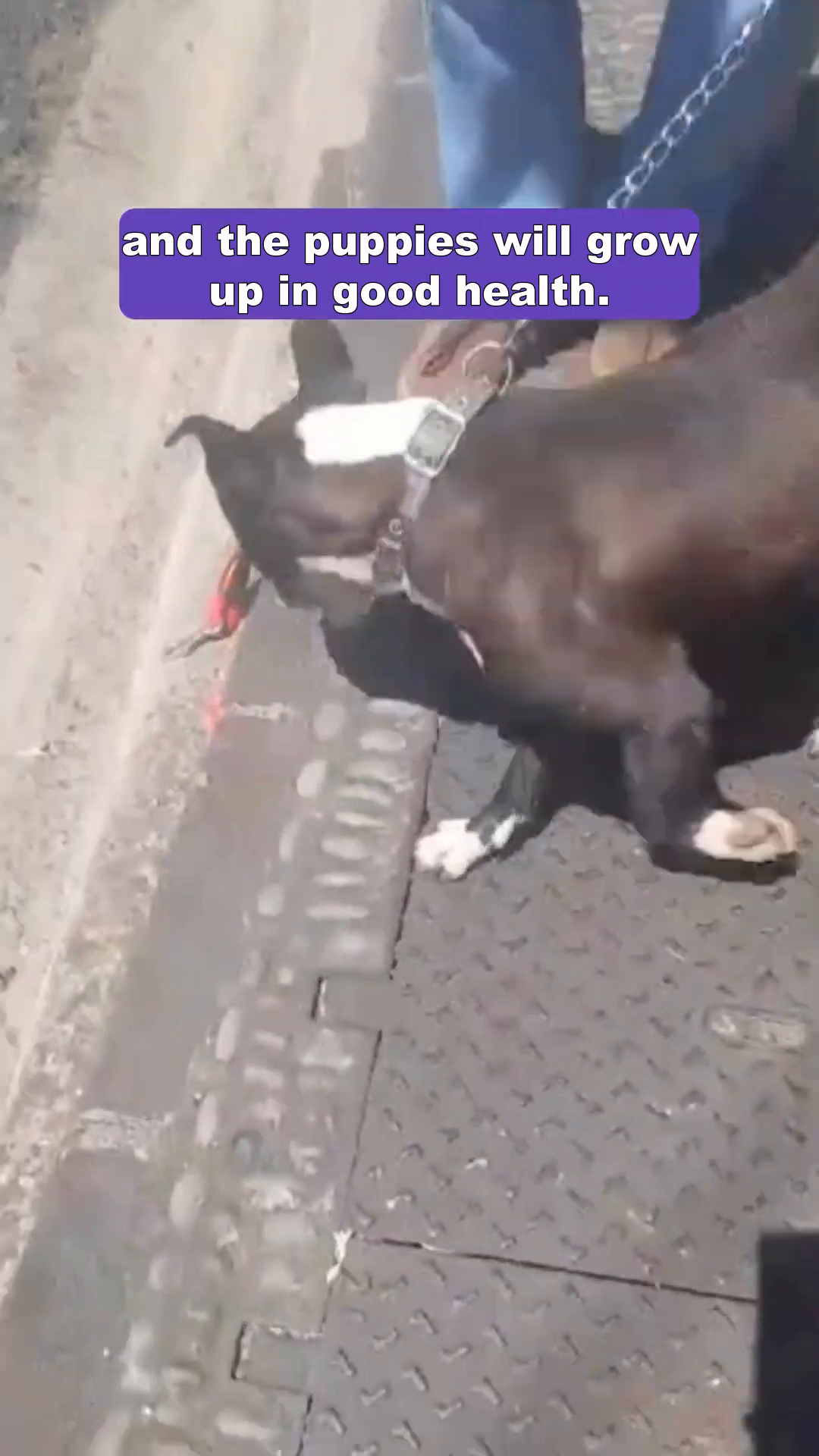 A dog is being walked on a leash outdoors.