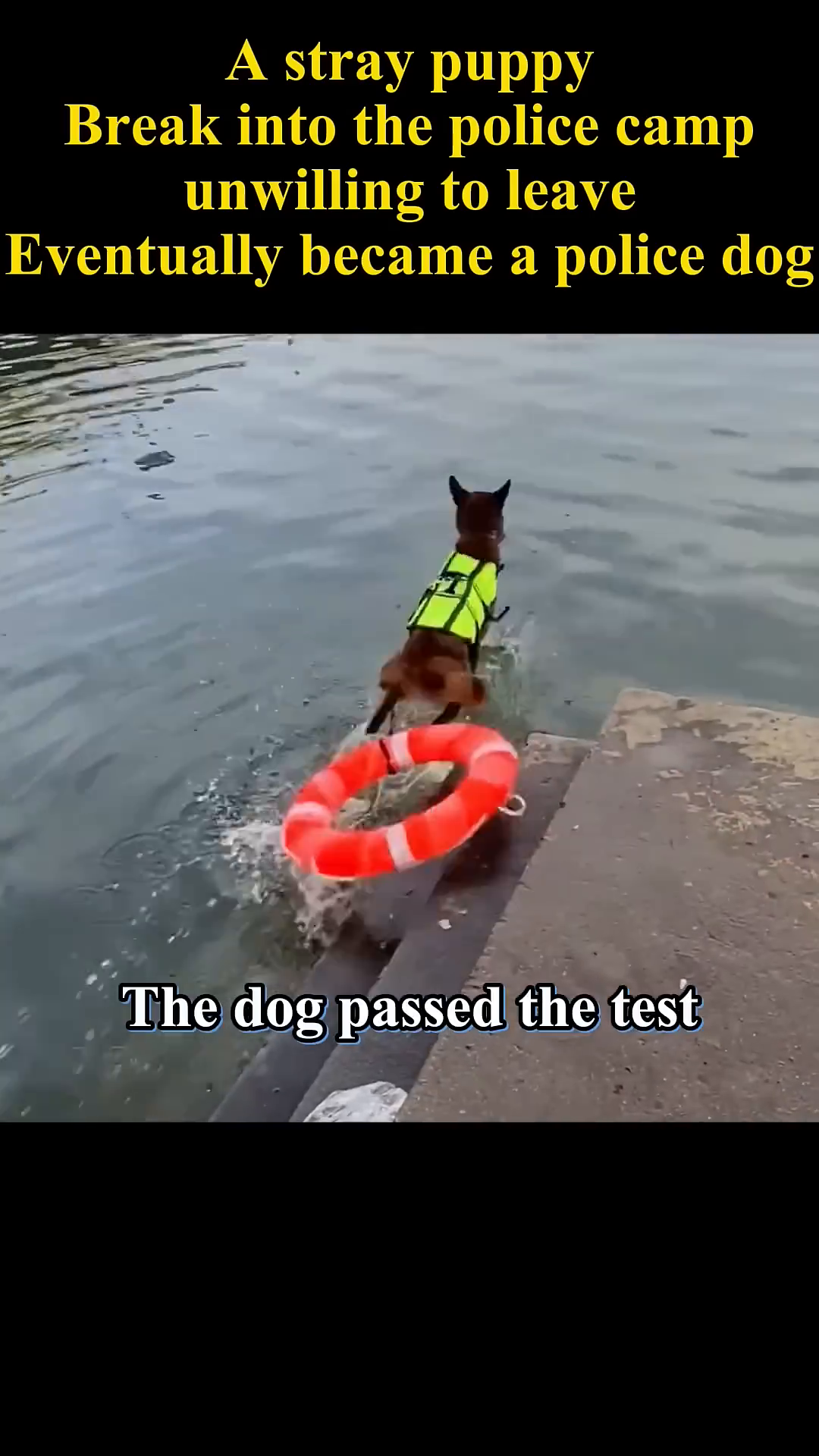 The dog is seen swimming in the water, successfully completing a rescue test.