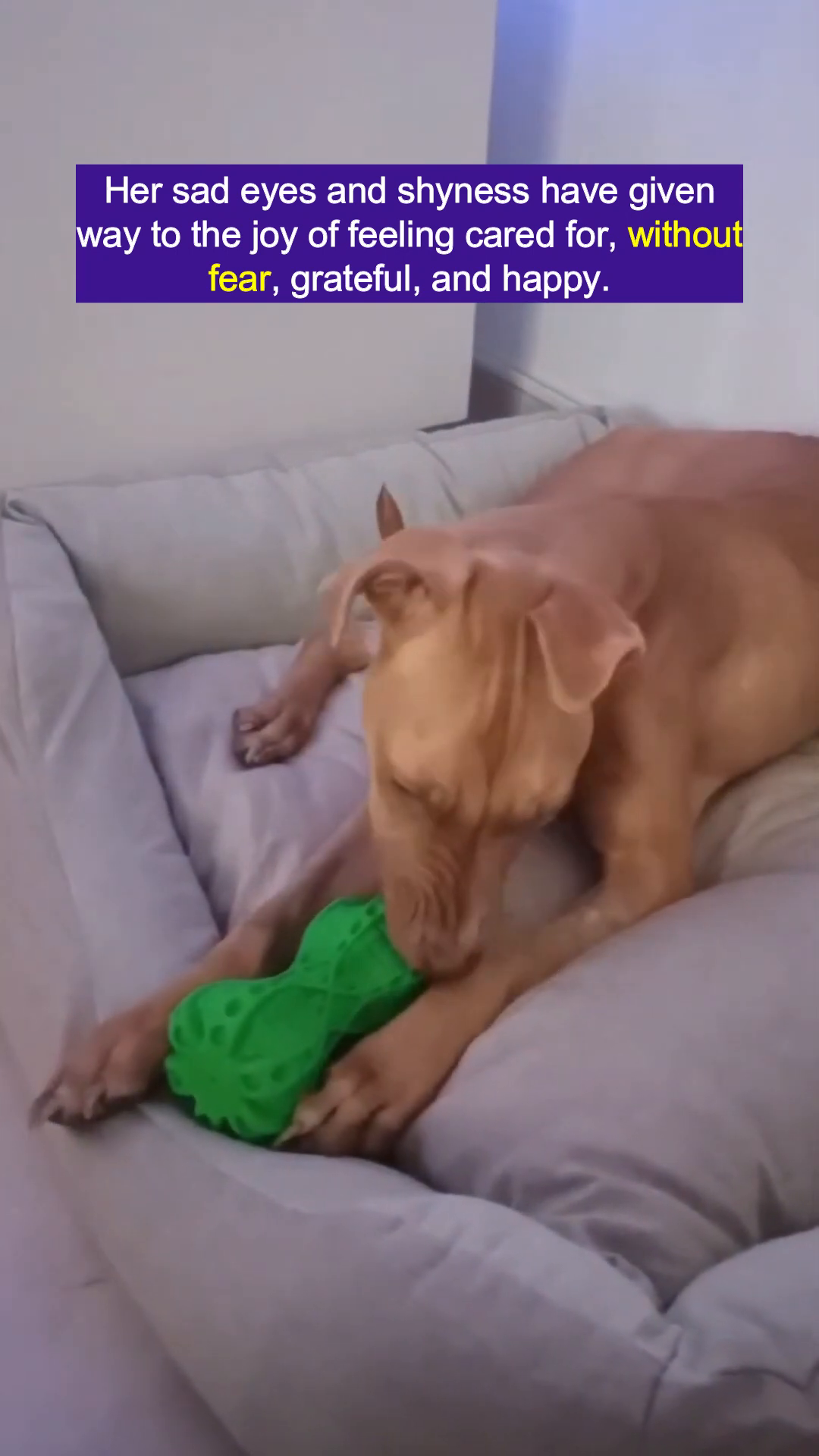 A brown dog lies on a comfortable bed, happily playing with a green toy.