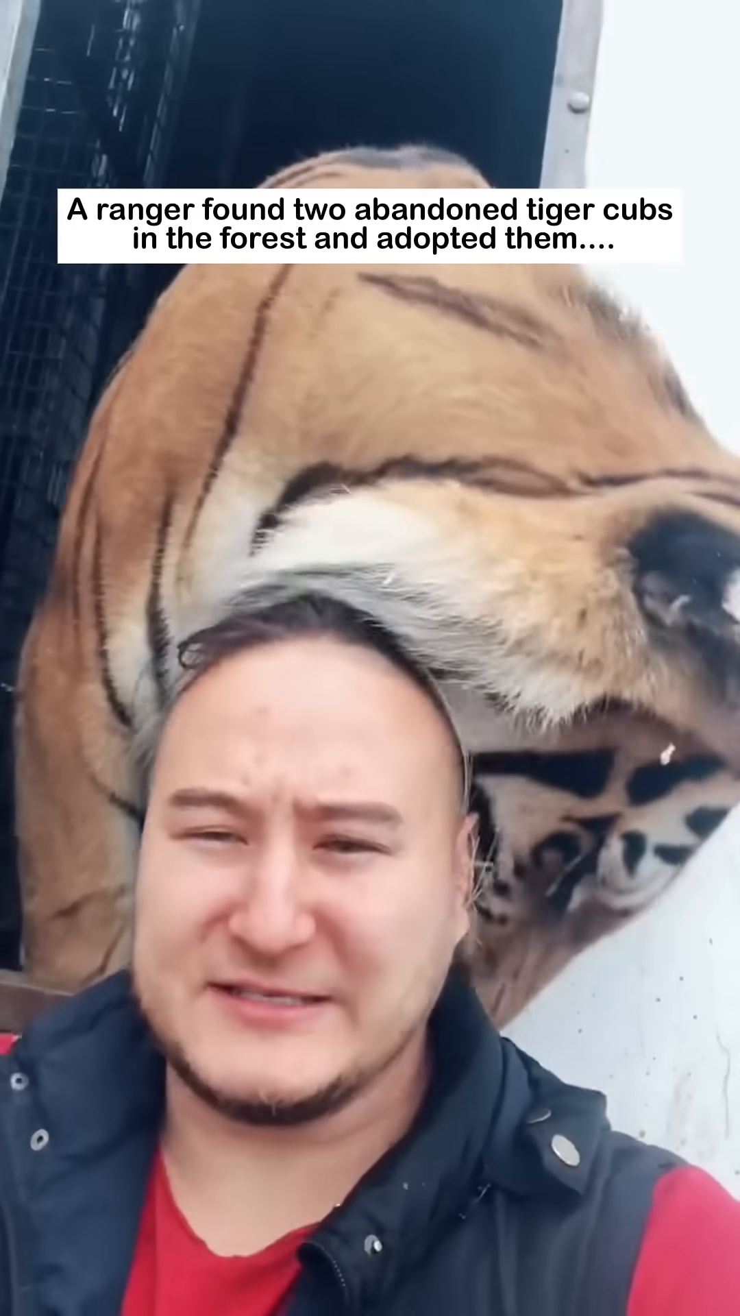 A close-up of a tiger nuzzling the face of the ranger, both appearing content.