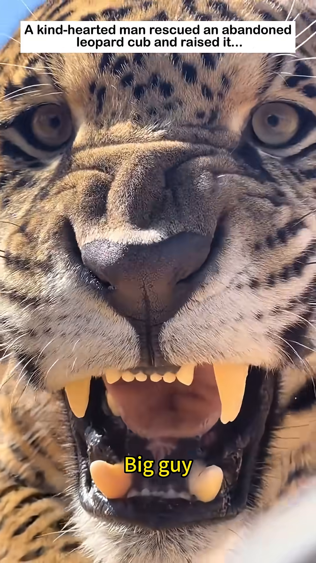 The man offers a treat to the fully grown leopard, showing continued care and affection.