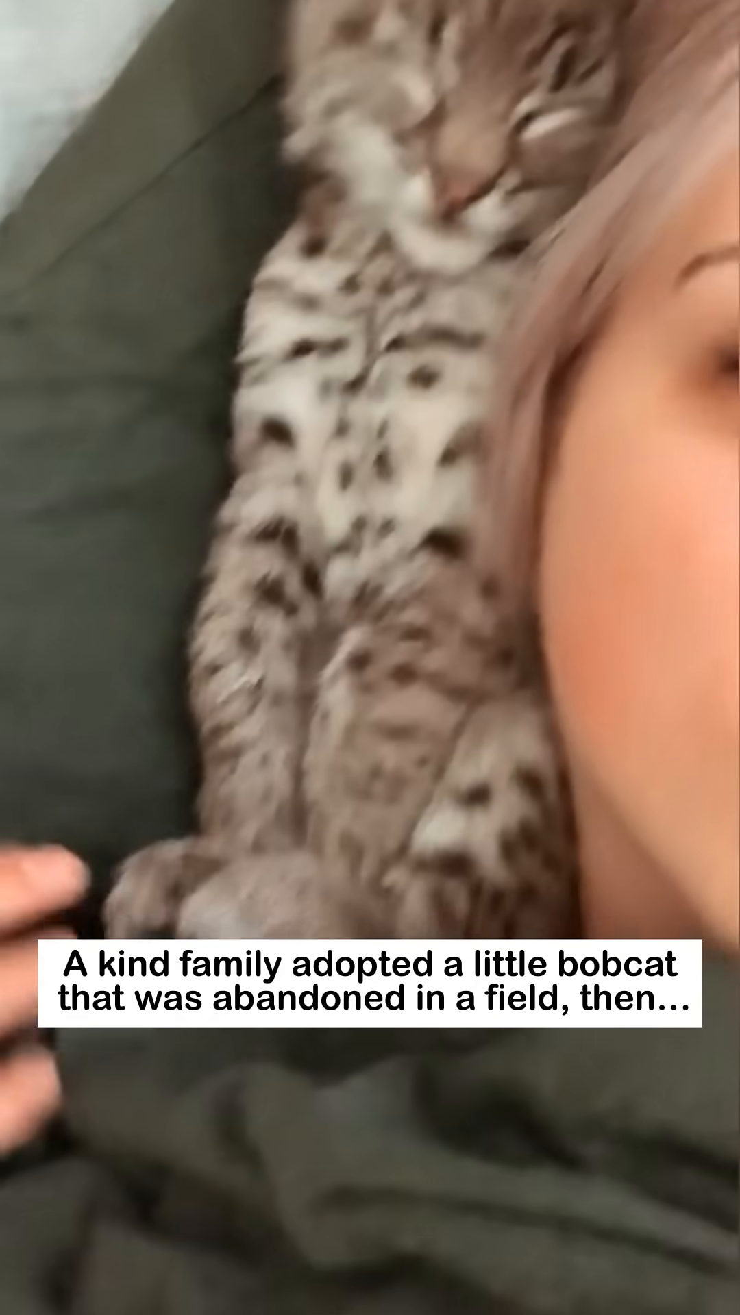A young bobcat is sleeping soundly, held securely in a person's arms.