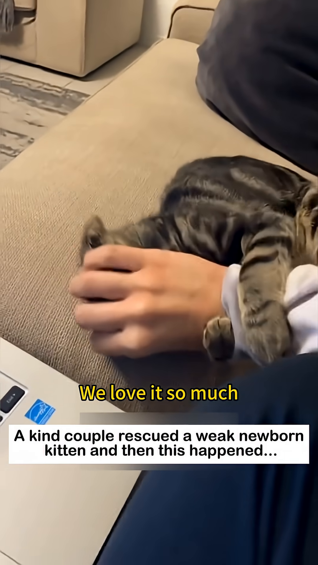 A kitten sleeping peacefully on a person's chest, being gently petted.