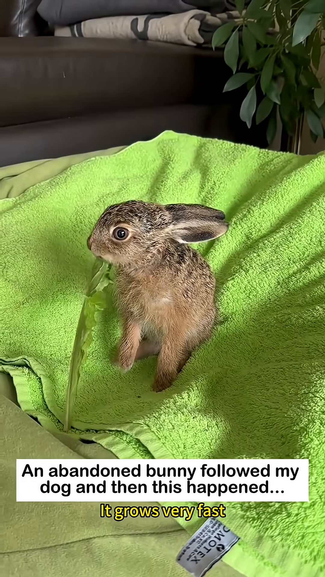 A young bunny with large ears drinks from a bottle, held by a person.