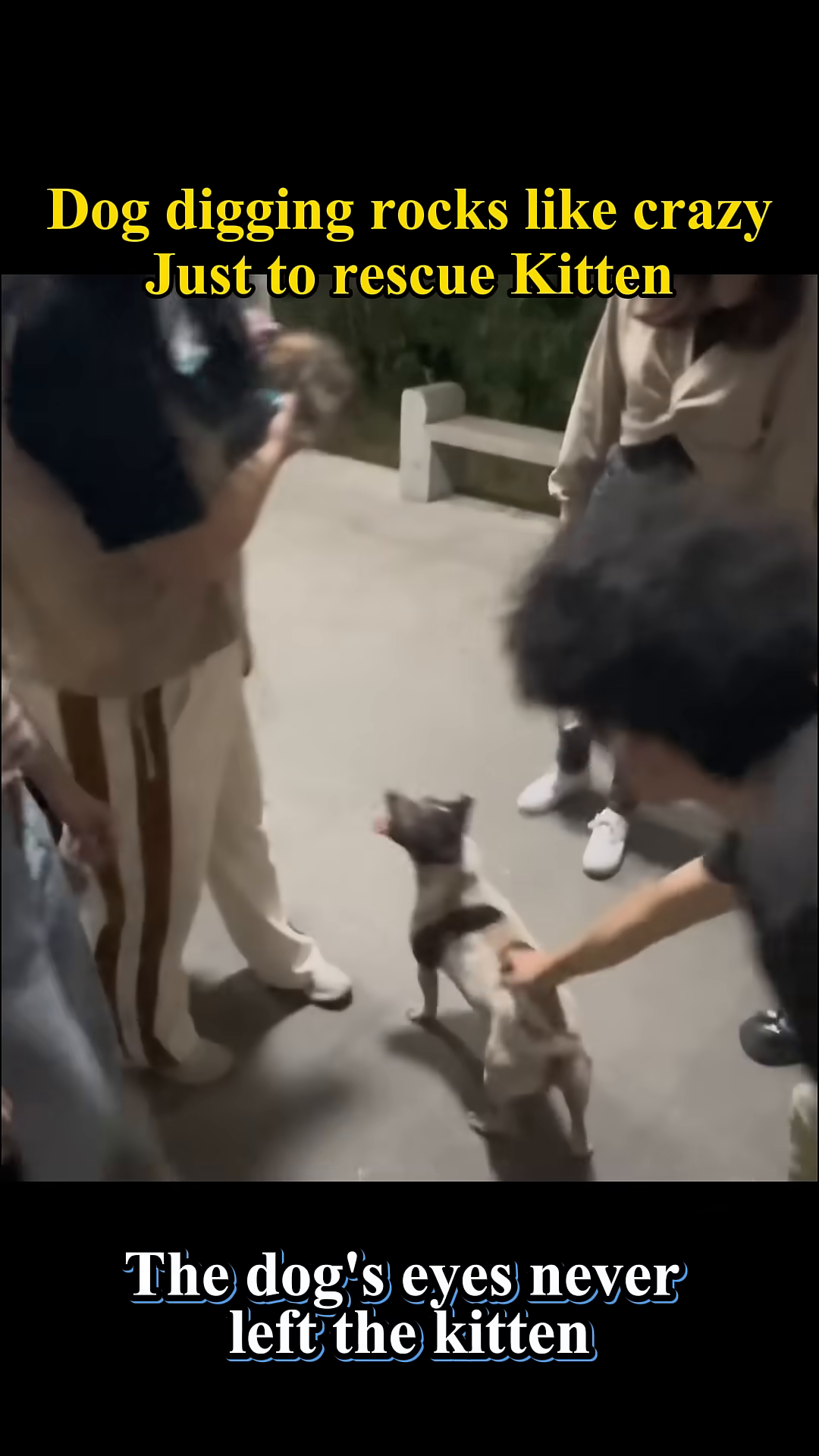 The dog looking intently at the rescued kitten held by a person.
