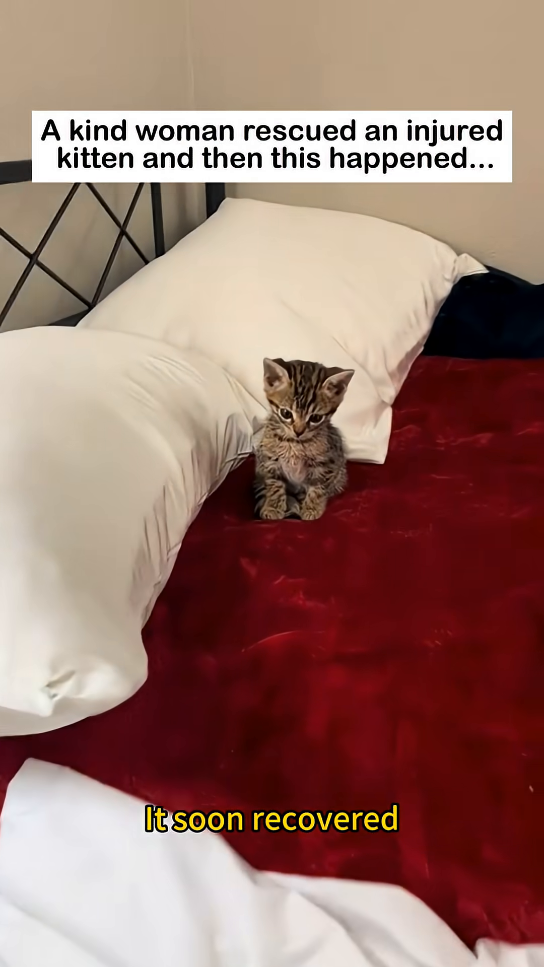 A kitten with bright eyes looks up expectantly.