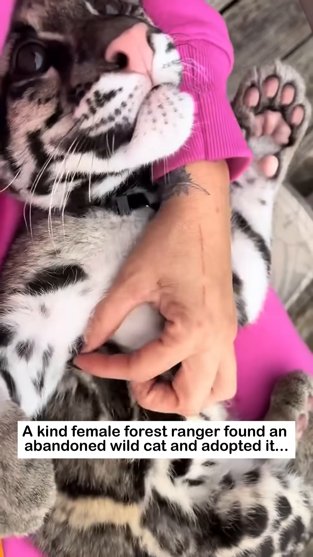 The ranger holds the wild cat, looking at it with love and affection.