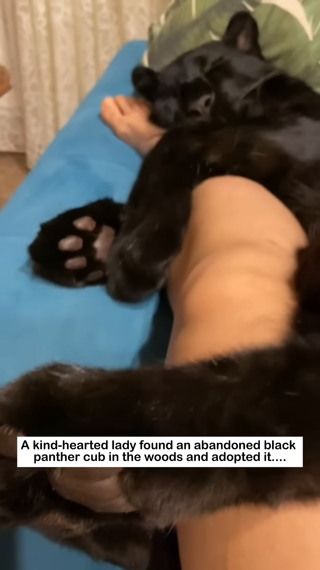 A black panther cub sleeps peacefully, curled up with a woman.