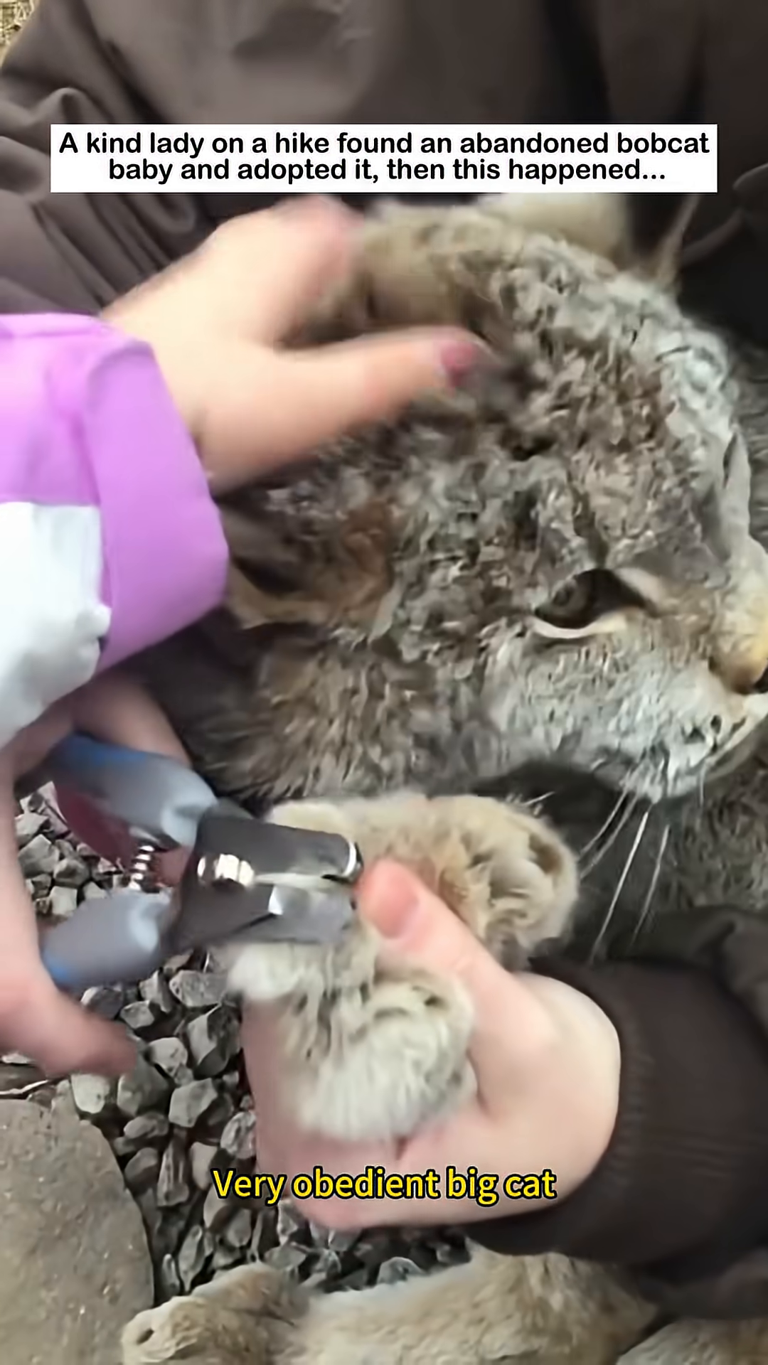 The bobcat is being petted and appears calm and content.