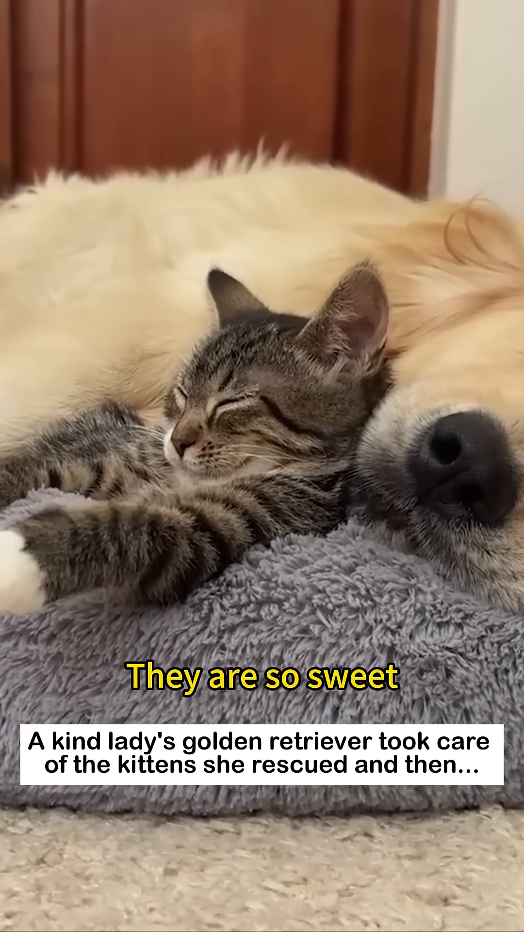 A small kitten sleeps soundly nestled against a Golden Retriever.