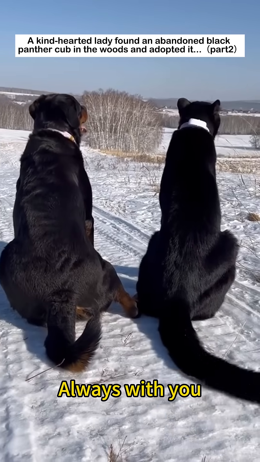 A black panther and a Rottweiler sit together, looking out at a scenic view.