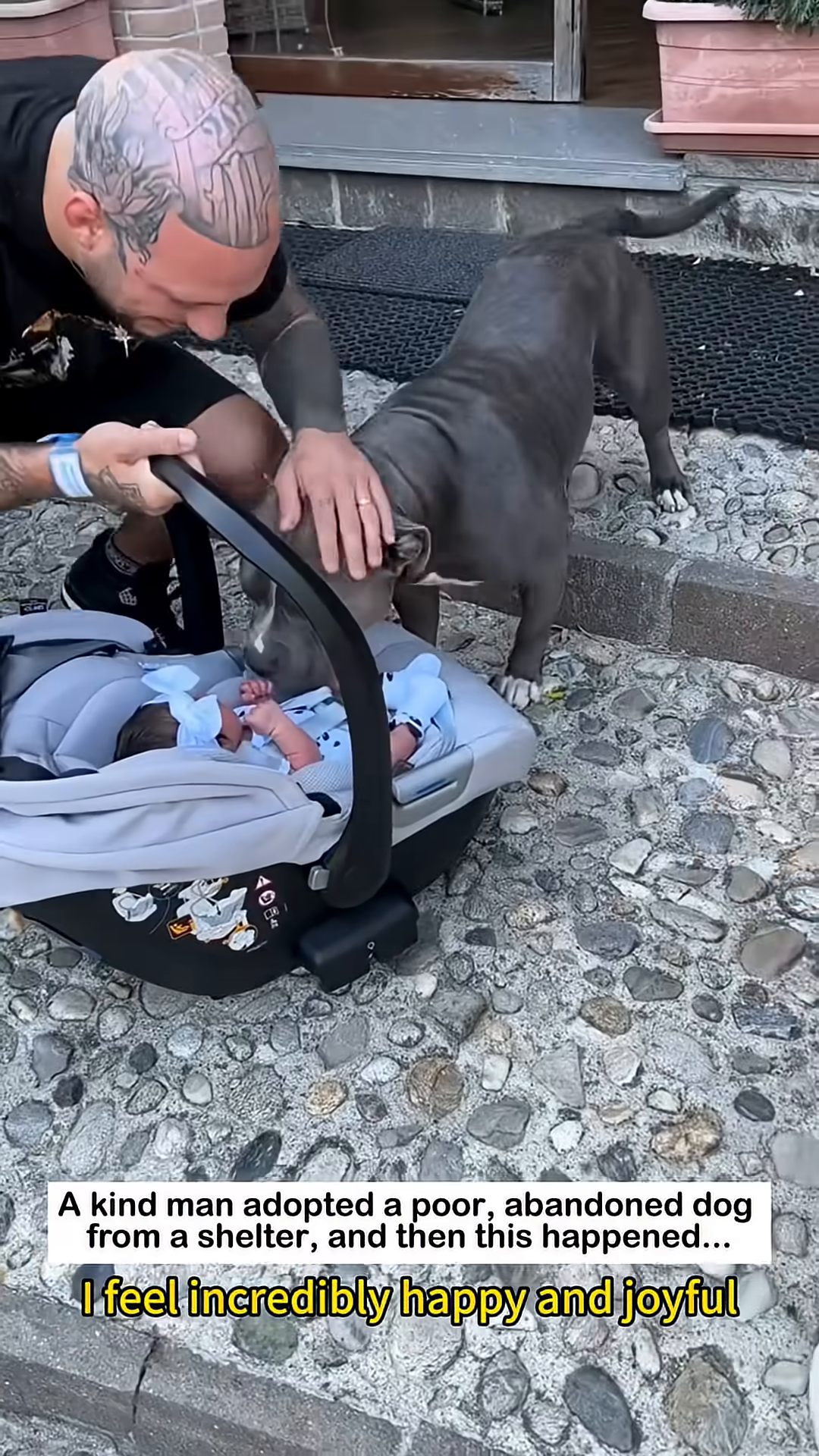 A bully dog gently rests its head on a baby's belly, looking protective.