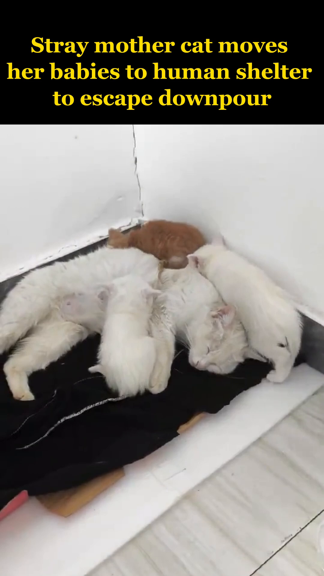 The mother cat is resting with all her kittens, safe and warm.