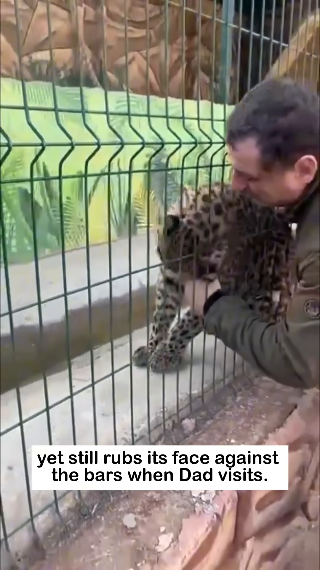 A large jaguar rubs its face against the bars of an enclosure while looking at a person.