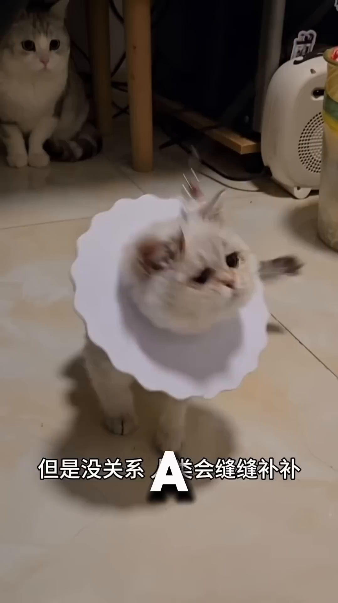 A healthy, fluffy white kitten with grey markings is playfully interacting with a hand.