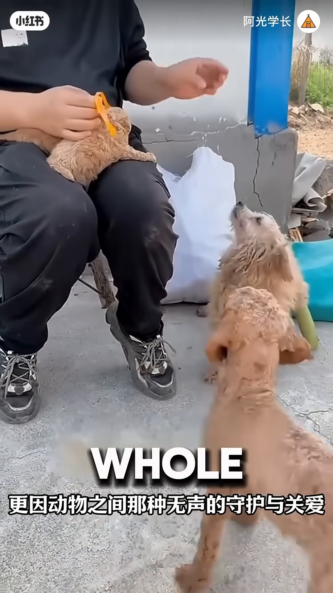 A man sits on the ground, holding a small puppy. Two adult dogs, one appearing to be the mother, are near him.