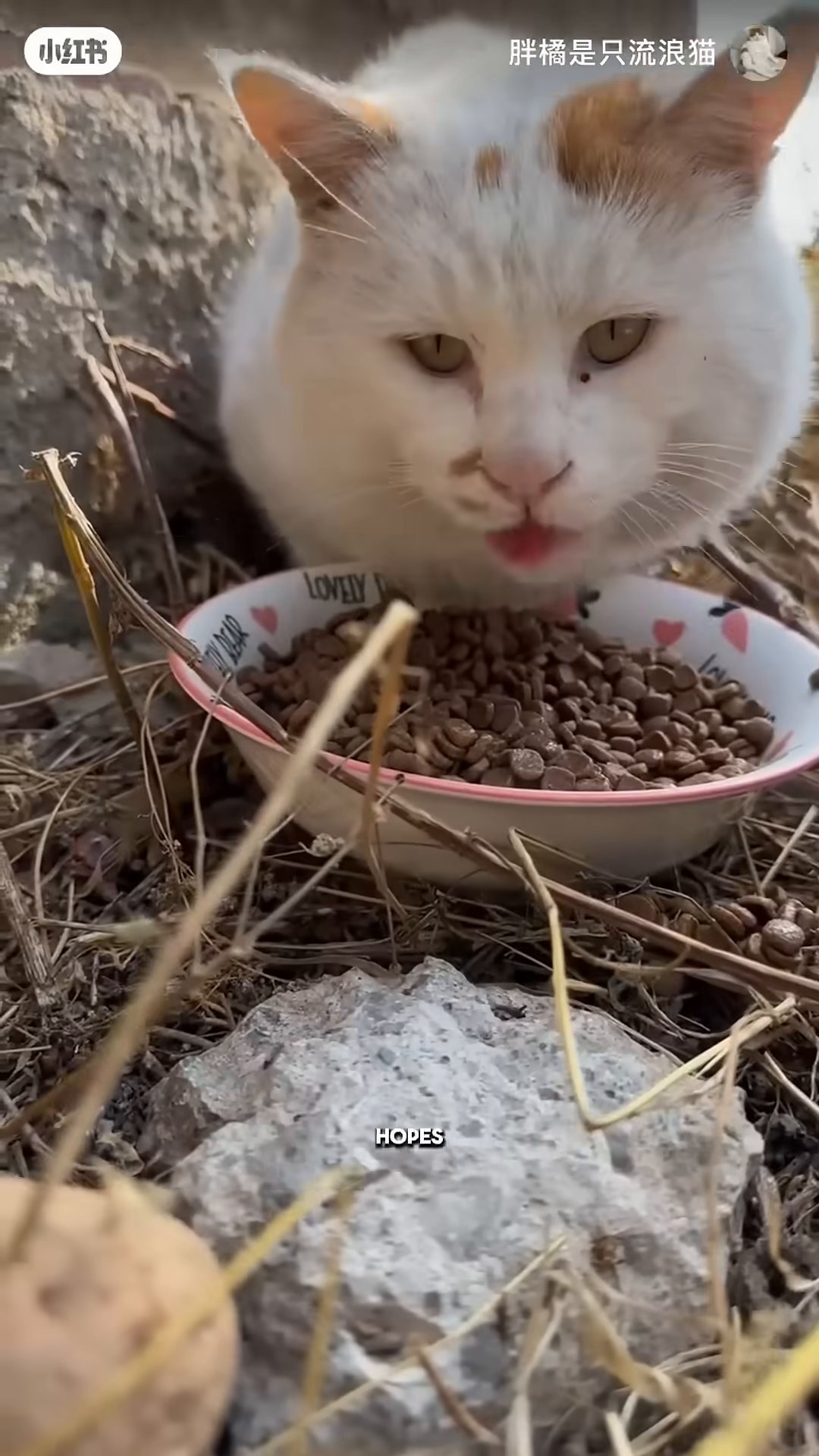 A white cat with a torn ear looks down at a bowl of food, appearing wary.