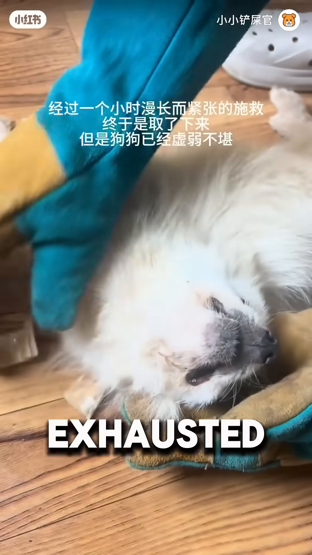 A white dog lies on the floor, looking tired but safe, with a bowl of water nearby.