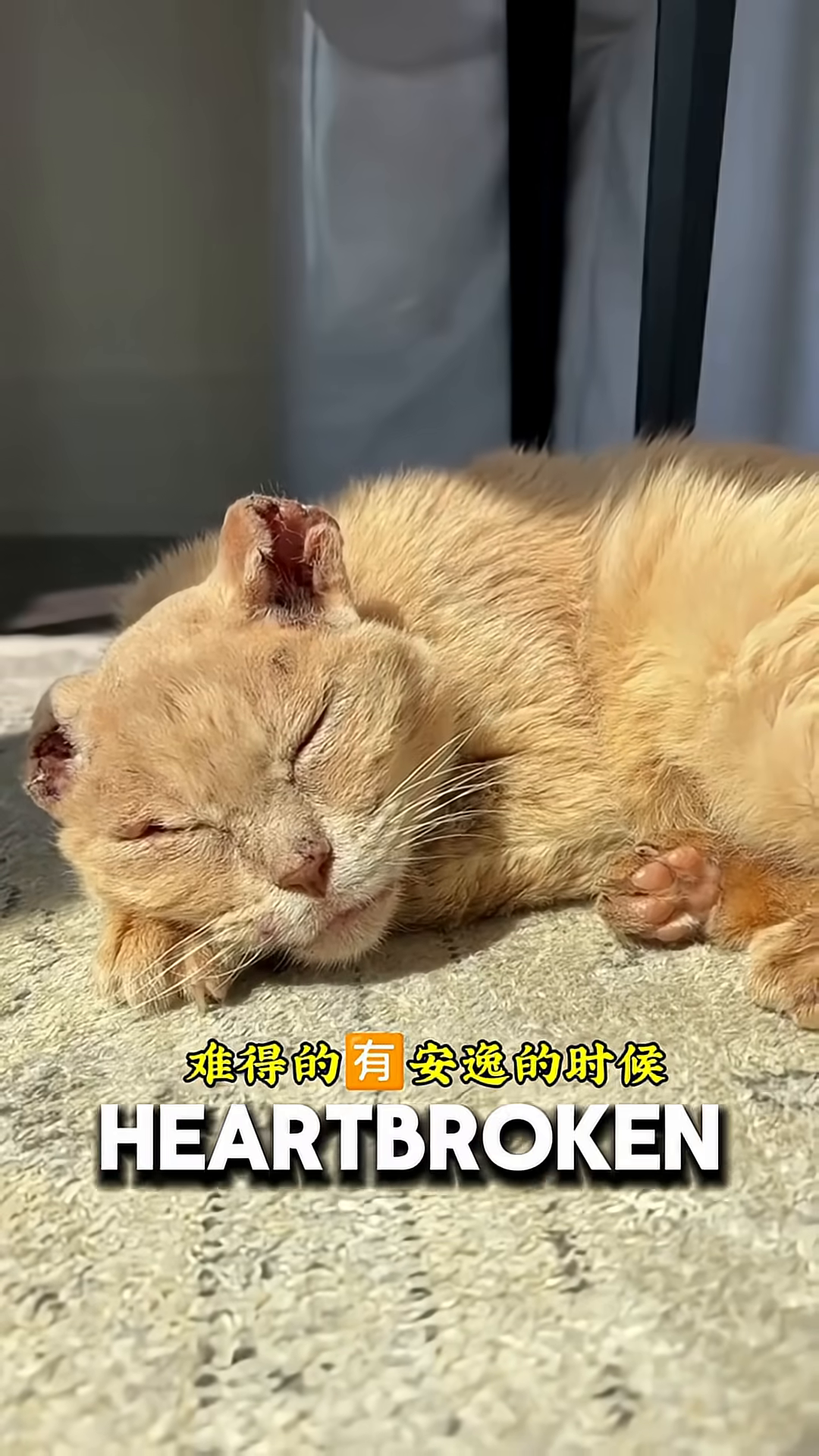 A close-up of the cat's face, showing his weakened state and the loss of his ears.