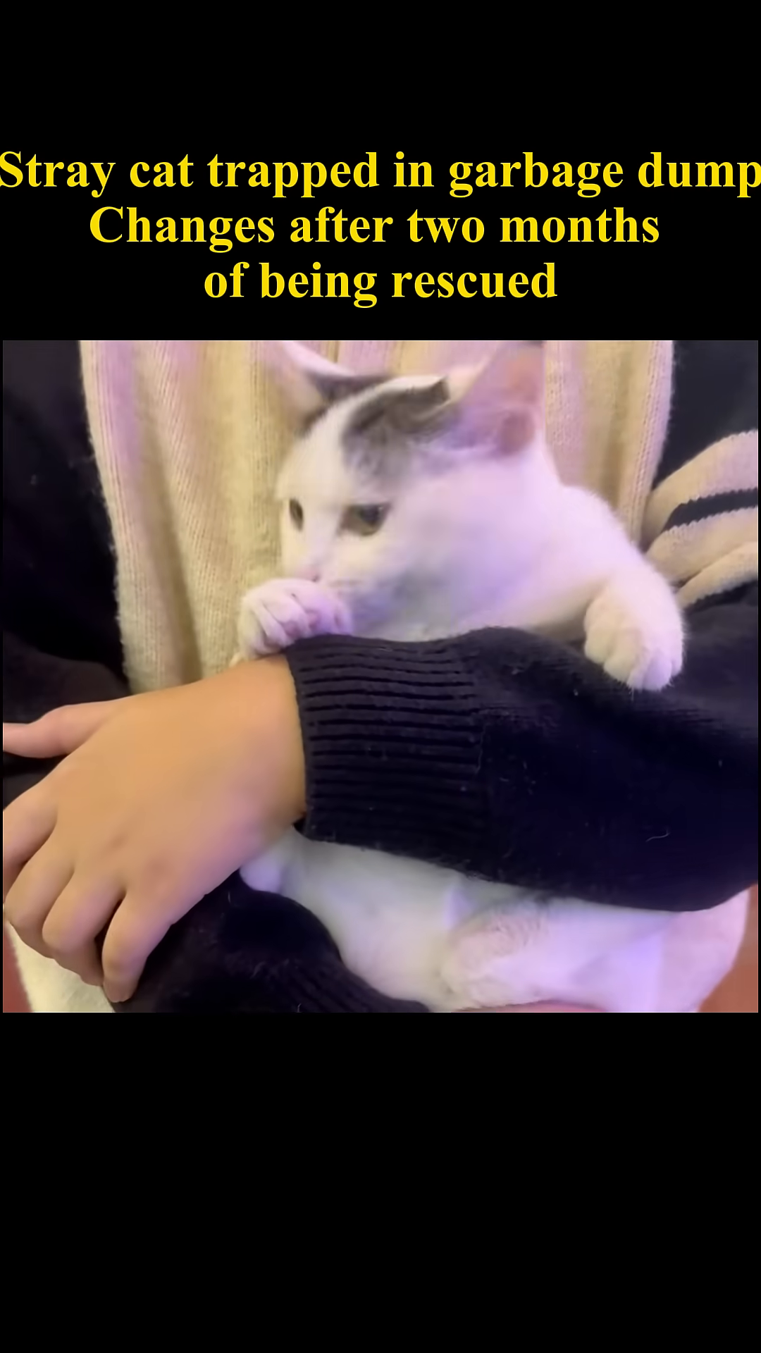 A person lovingly holds the clean and healthy cat, which looks content.