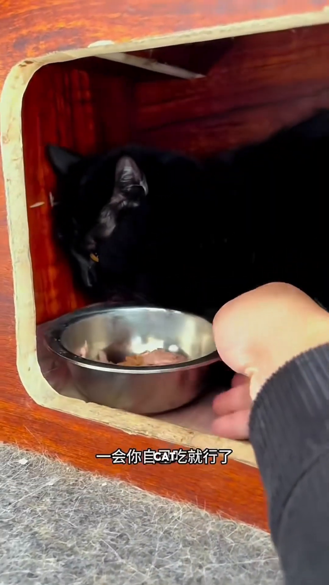 A black cat lies inside a wooden structure, looking at a bowl of food with sad eyes.