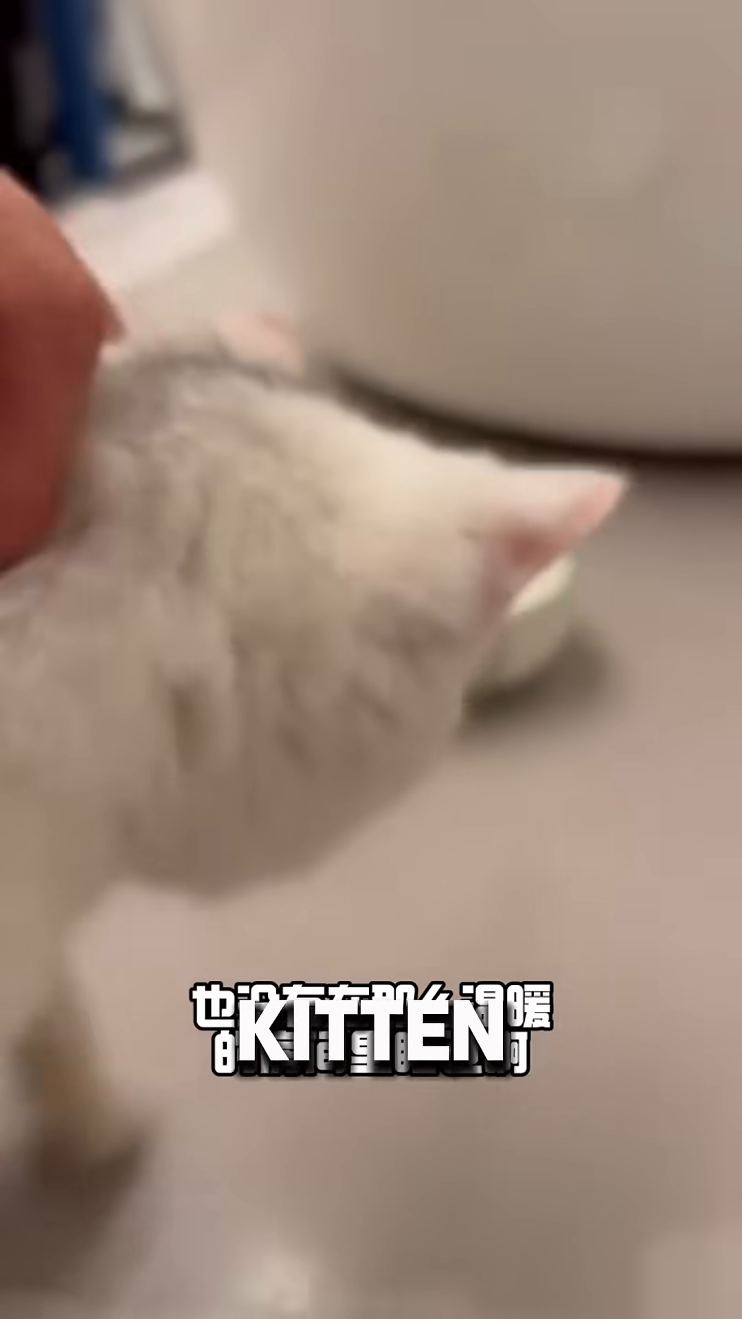 A white kitten is lying on its back on a beige sofa, looking relaxed and content.