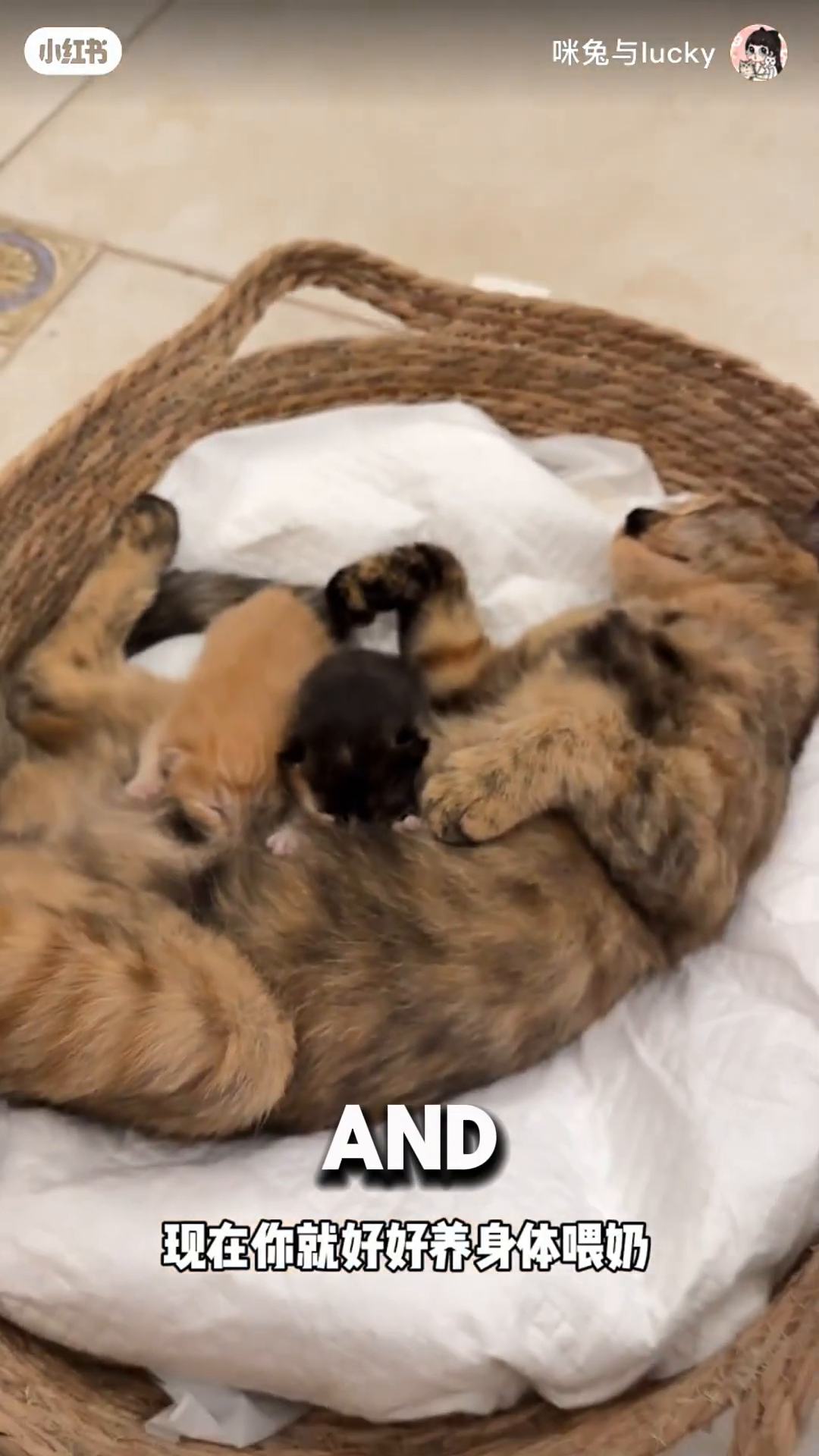 A mother cat and her kittens sleeping peacefully together in their basket.