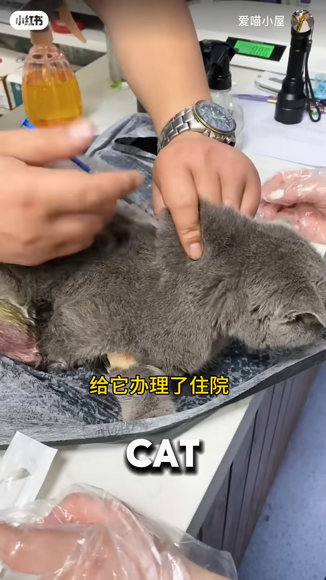 The cat, now recovering, eats from a can of food in a cage.