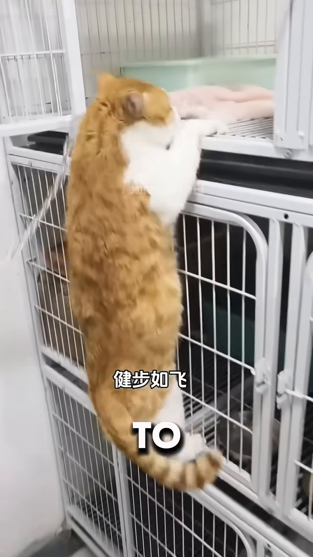 The cat stretches energetically in a cage, looking healthy.