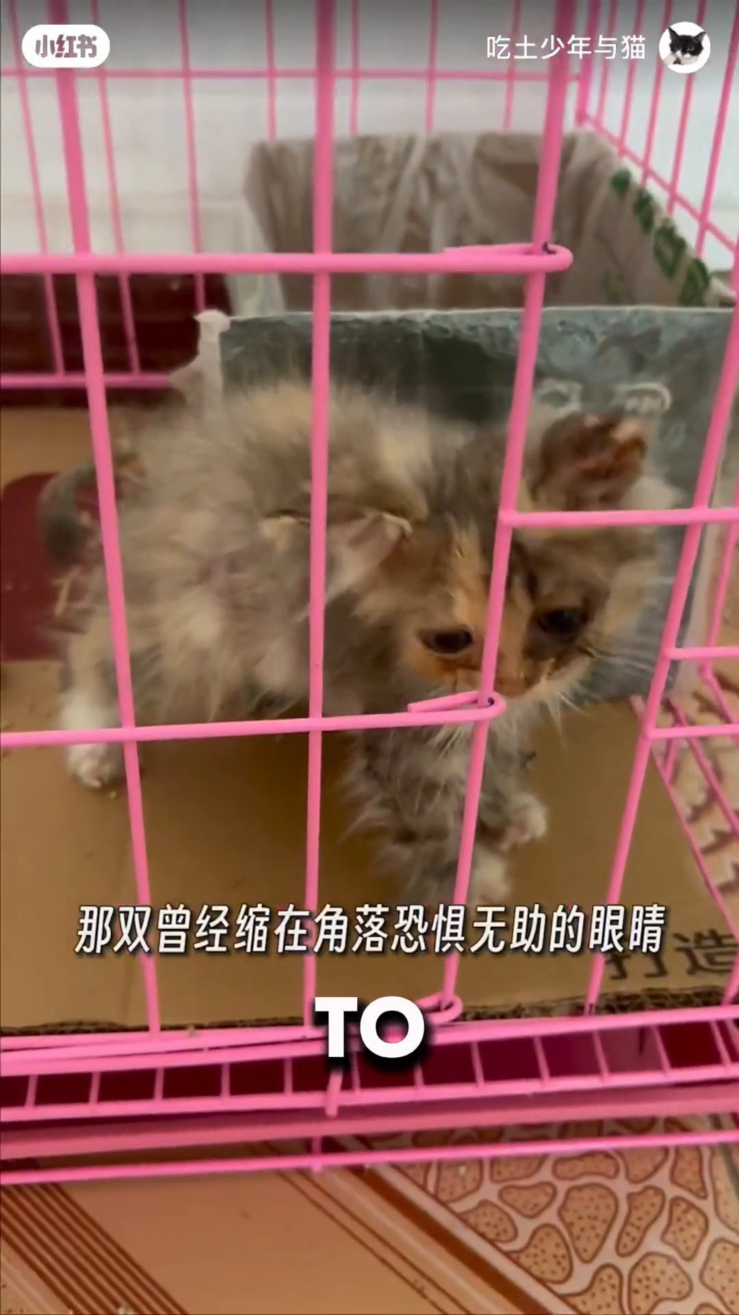 A healthy-looking kitten with bright eyes sits on a wooden structure, looking curious.