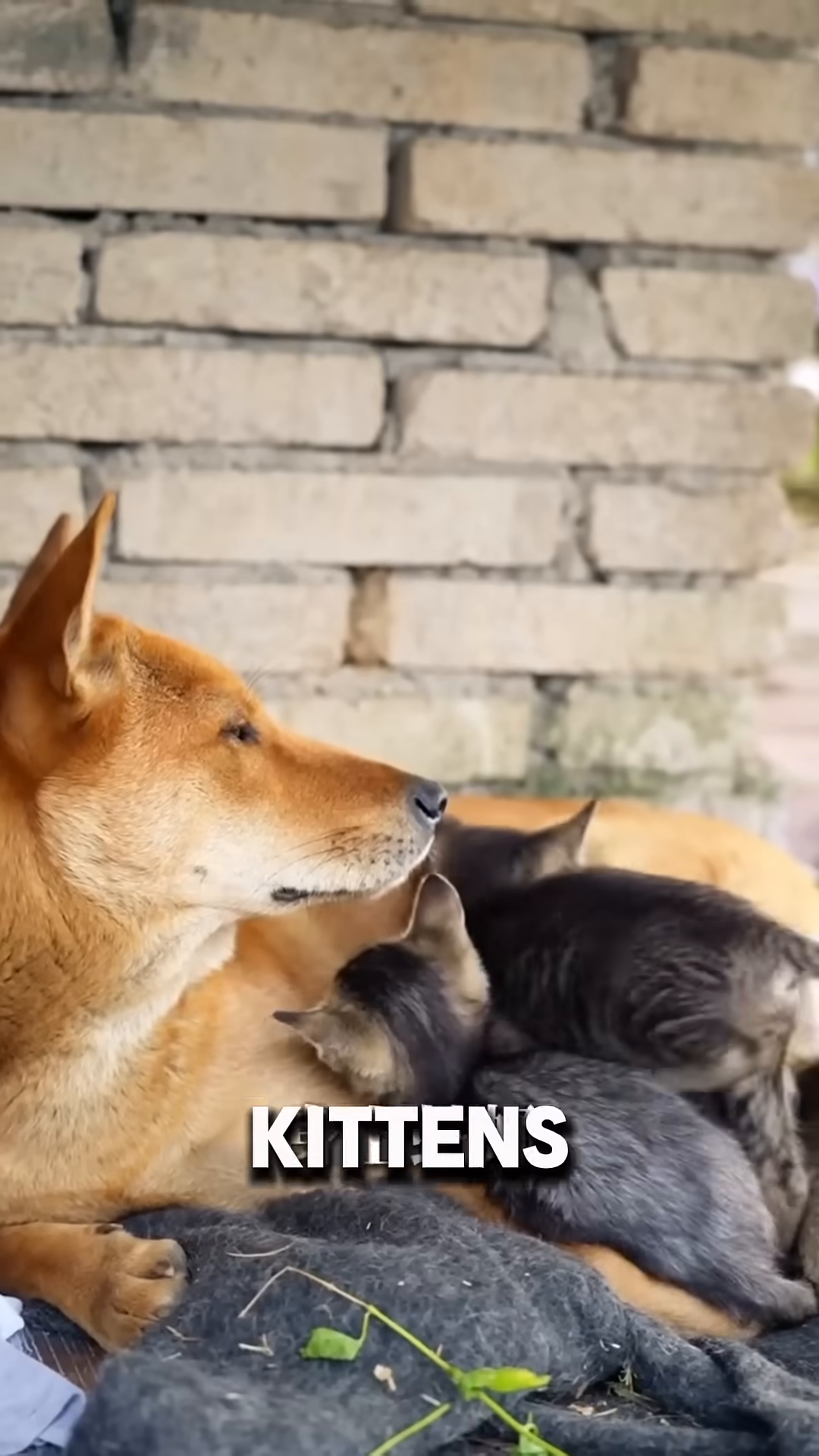 Kittens are snuggled closely against a dog's body, looking content and safe.
