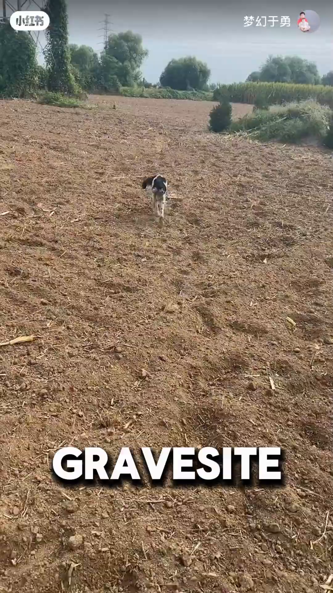 A dog is lying in the grass near some bushes, looking frail.