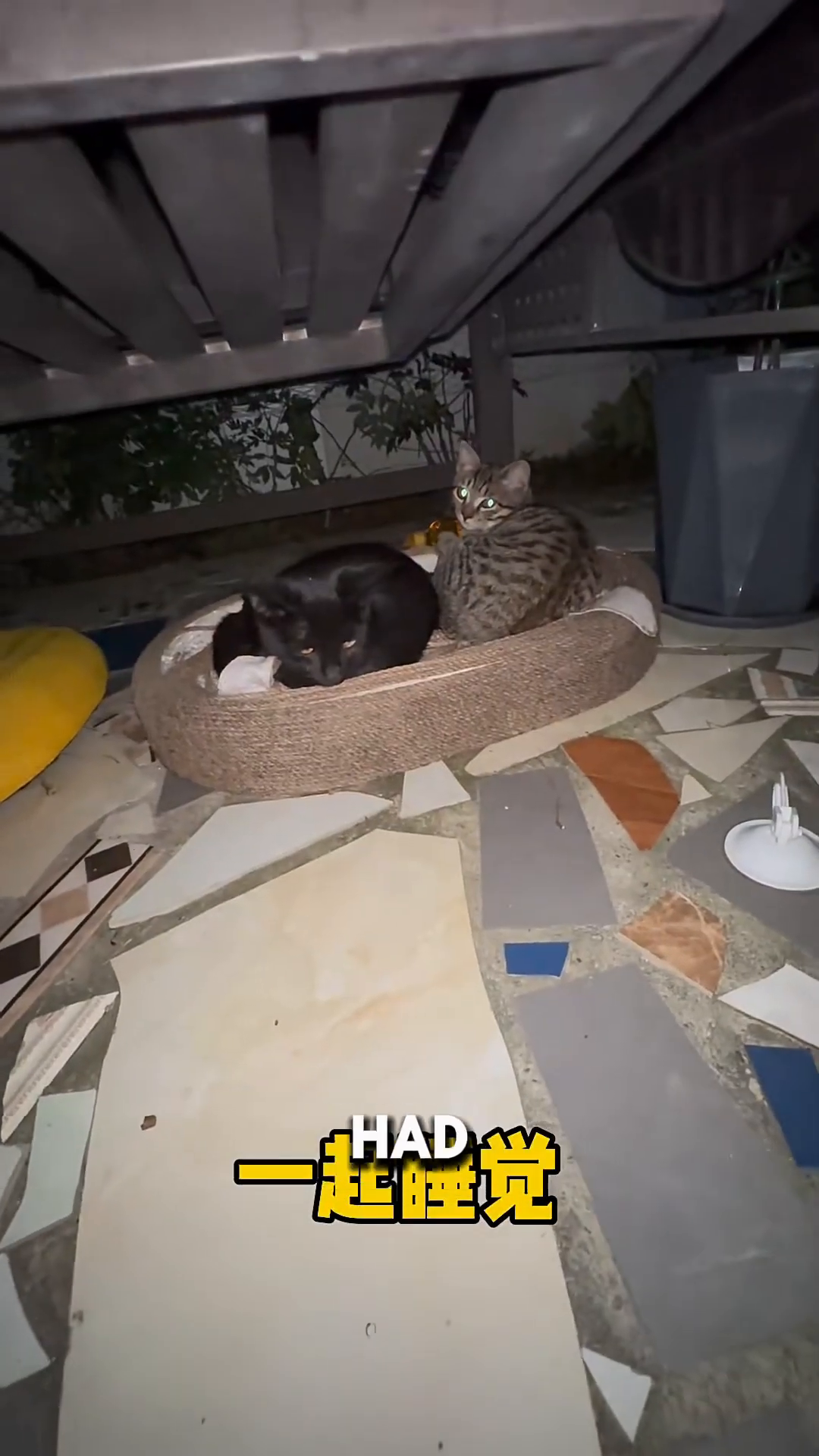 A black cat and a tabby cat are resting together on a soft bed under a table.