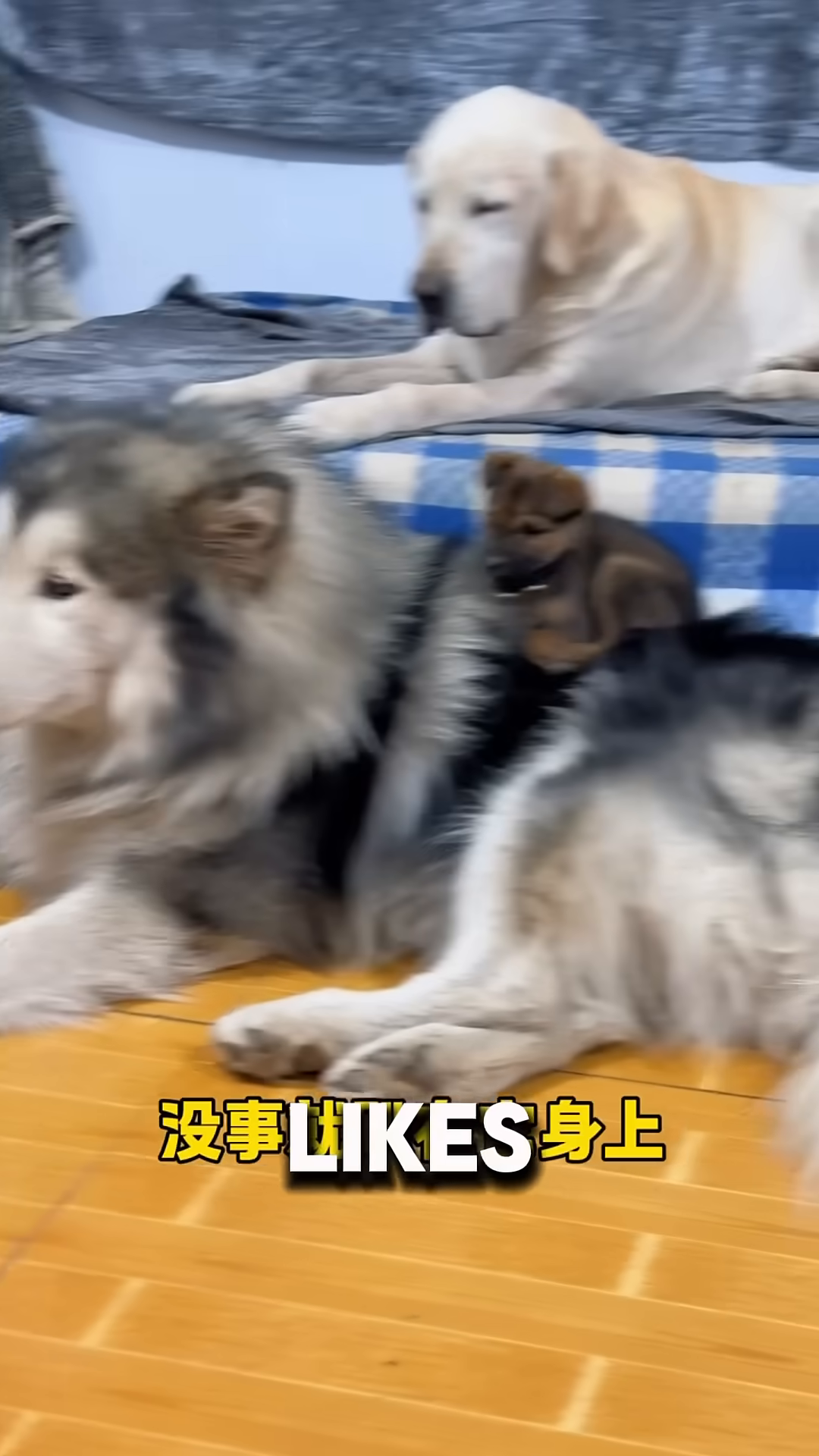 A tiny puppy sleeping soundly on the back of a large, fluffy dog.