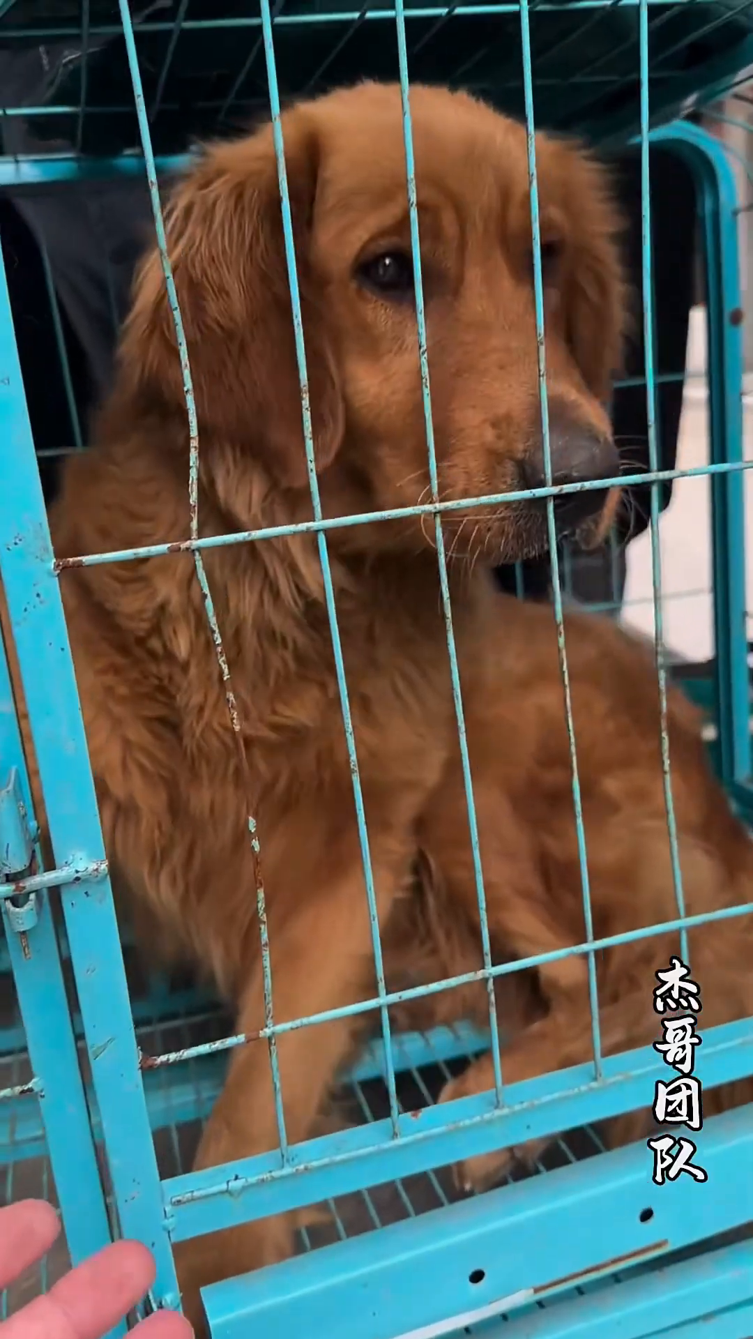 The golden retriever rests comfortably in a cage at an animal sanctuary.
