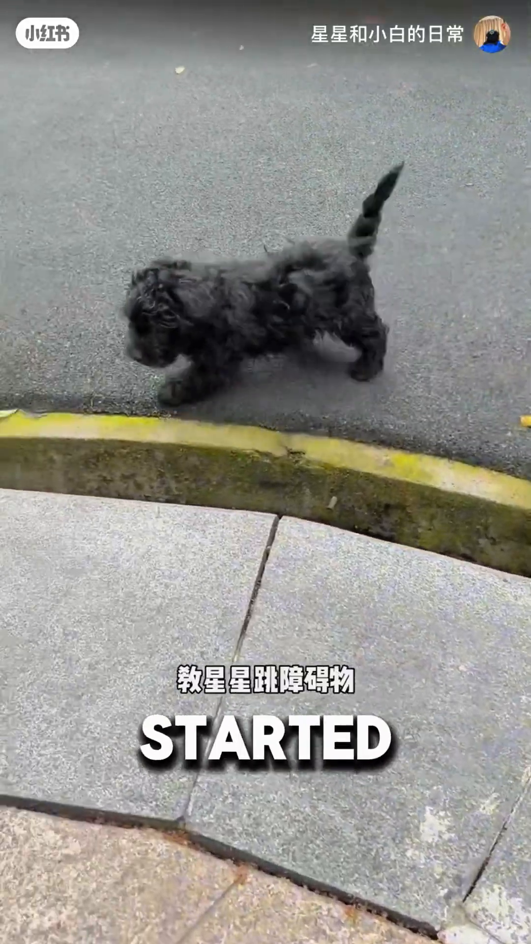 The black puppy, now named Star, plays happily with the white dog.