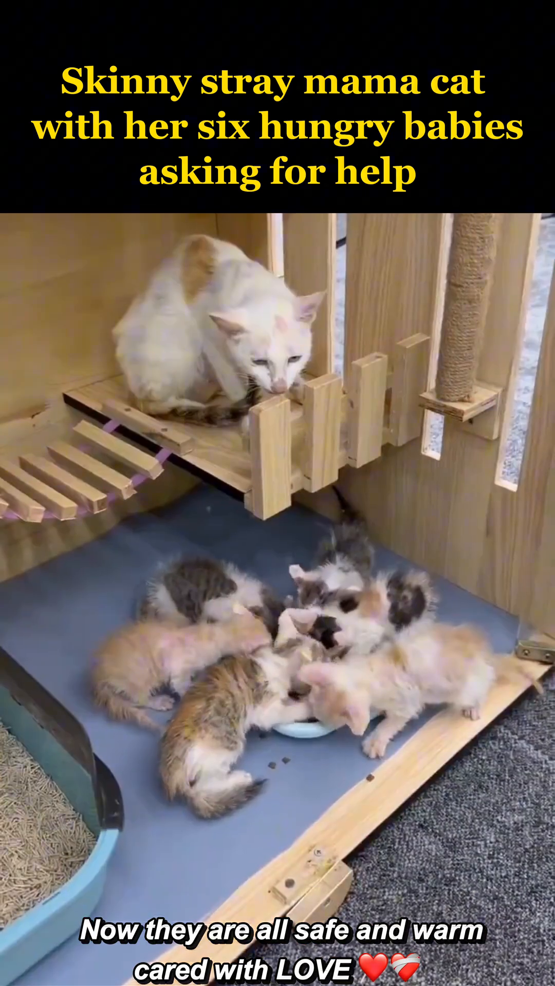 The kittens are now in a clean, safe enclosure, looking healthy and content, with the mother cat resting nearby.