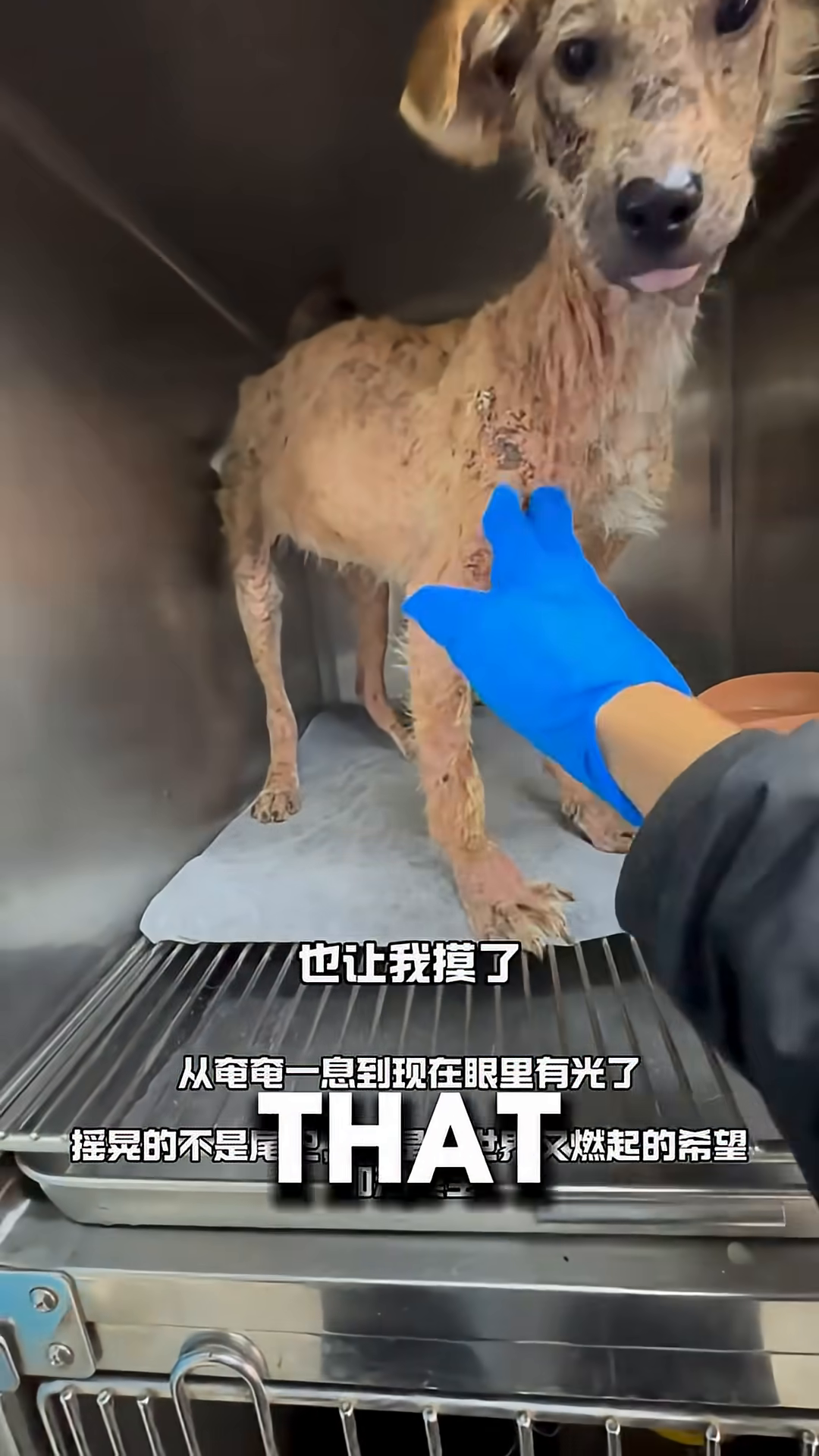 A dog, looking healthier, eats from a bowl, with a hand gently petting her.